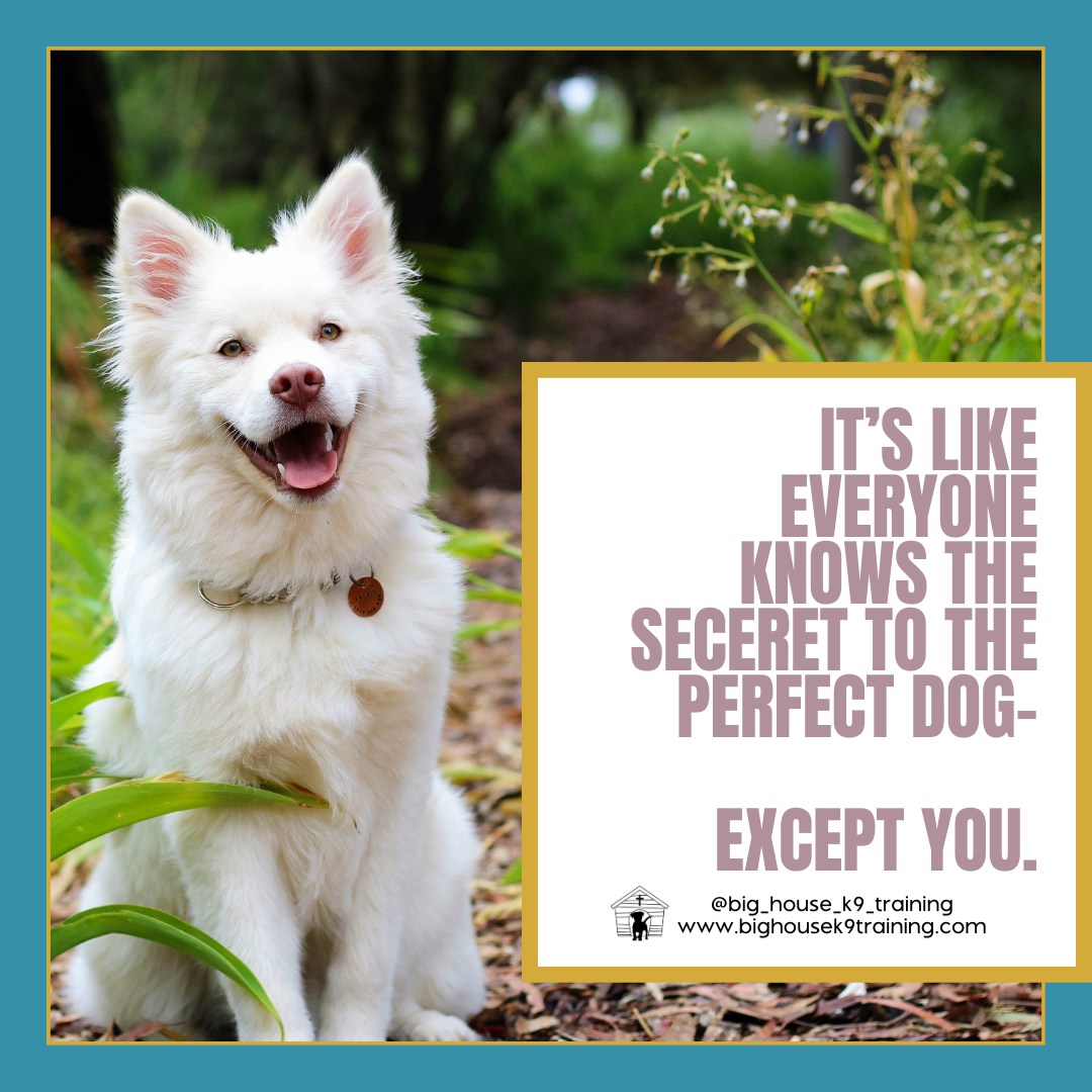 When Your Dog Isn't the "Perfect Dog"
You know the ones we're talking aboutā¦
The dog strolling calmly on a loose leash
The one chilling under a cafƩ table while people chat
The dog politely sitting for pets from strangers
The happy pup playing nice at the dog park
And then thereās your dog...
Dragging you on every walk
Barking at shadows and squirrels
Overwhelmed when visitors stop by
Getting too hyped around other dogs
Itās like everyone else knows the secret to a perfect dogāexcept you.
But hereās the truth no one talks about: those "perfect" dogs didnāt start out that way. Their owners didnāt have a magic touch or secret trick. They got helpāprofessional help.
Your dog can get there too. They just need someone to guide them (and you) on their path. Different dogs need different approachesāand thatās okay.
Are you ready to start your dogās journey to calm and confident? Message us. Letās figure it out together.
#rewardbasedtraining #dogtrainingtips #fearfreedogtraining #fearfreetraining #bhk9training #bhk9trainer #bhk9train #BHK9 #DogTraining #casagrandeaz #positivereinforcement #positivereinforcementtrainer #casagrande #bighousek9trainer #positivereinforcementtraining #bighousek9training