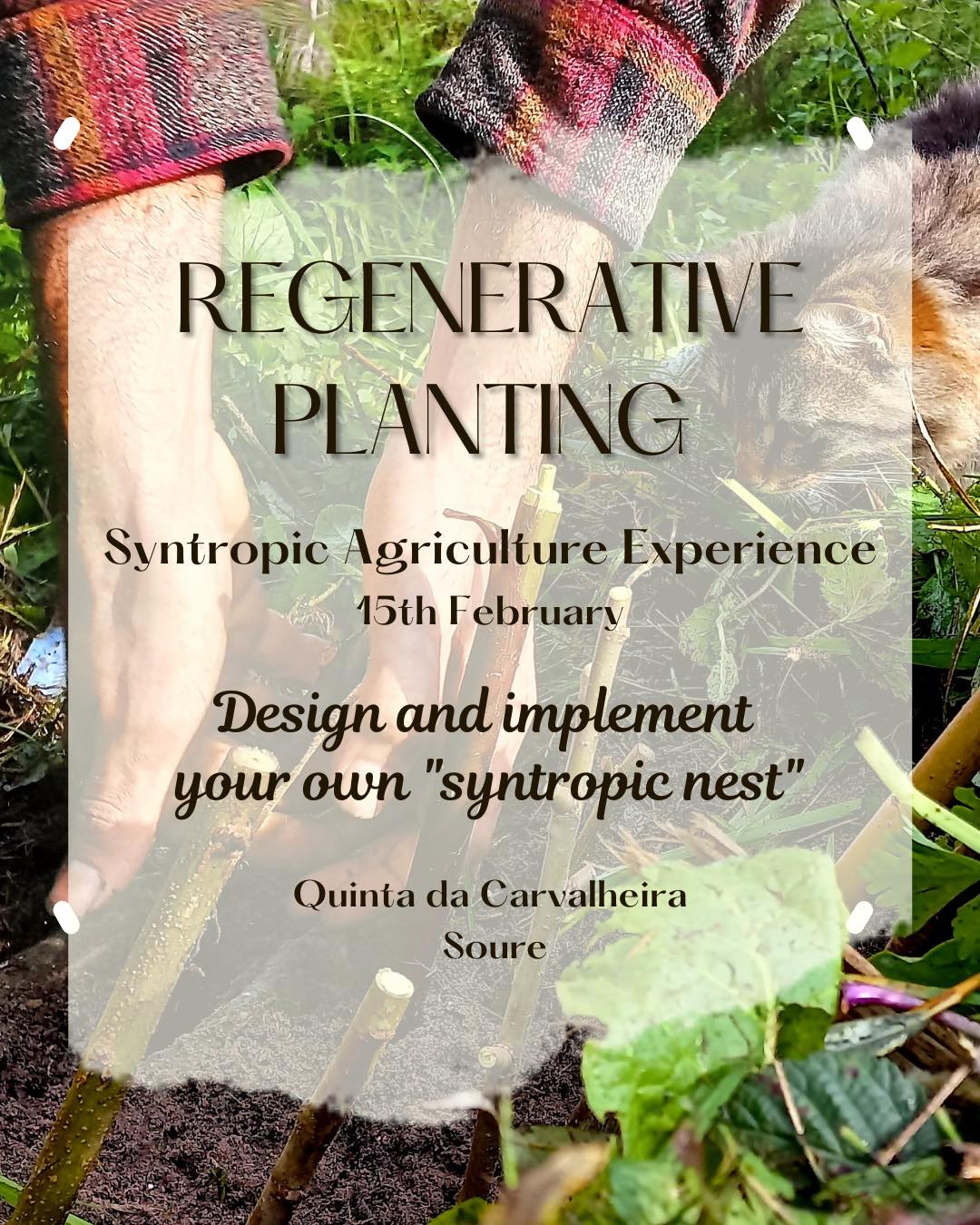 Looking for an experience to connect with nature while learning more about regeneration?
Join us at Quinta da Carvalheira for a day in the Portuguese countryside to have a learning experience that connects theoretical, intuitive and practical knowledge in a dynamic and fun way!
What you can expect:
🌿 We will start by walking around the land and learn how to read the natural dynamics of the forest.
🌿 We will also collect cuttings that we will later use to create "syntropic nests". These "nests" are a consortium of plants (trees, shrubs, flowers and vegetables) to form an “island” of fertility - you will later understand how exactly it works.
Click the link in bio to sign up. 🔝