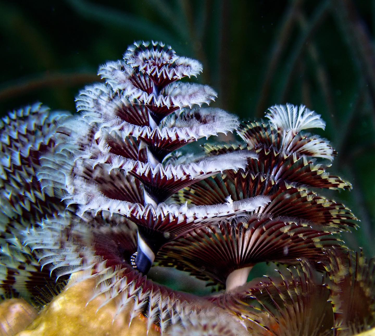 Tried to catch it closing, but no luck…