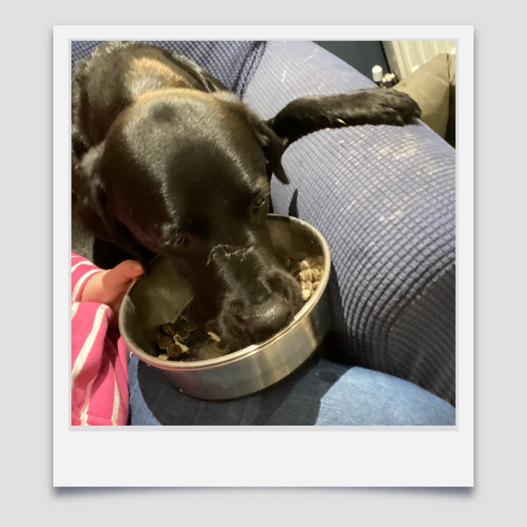 Sometimes Ziggy needs a bit of encouragement to eat his tea!!
#ladypeasdogs #dog #dogs #doghomeboarding #doghomeboardinguk #doghomeboardinglincolnshire #dogdaycare #dogdaycareuk #dogdaycarelincoln #dogdaycarelincolnshire #doggydaycarelincolnshire #doggydaycare #doggydaycareuk #doggyhomeboarding #doggiehomeboarding #doggiedaycare #doggiedaycarelife