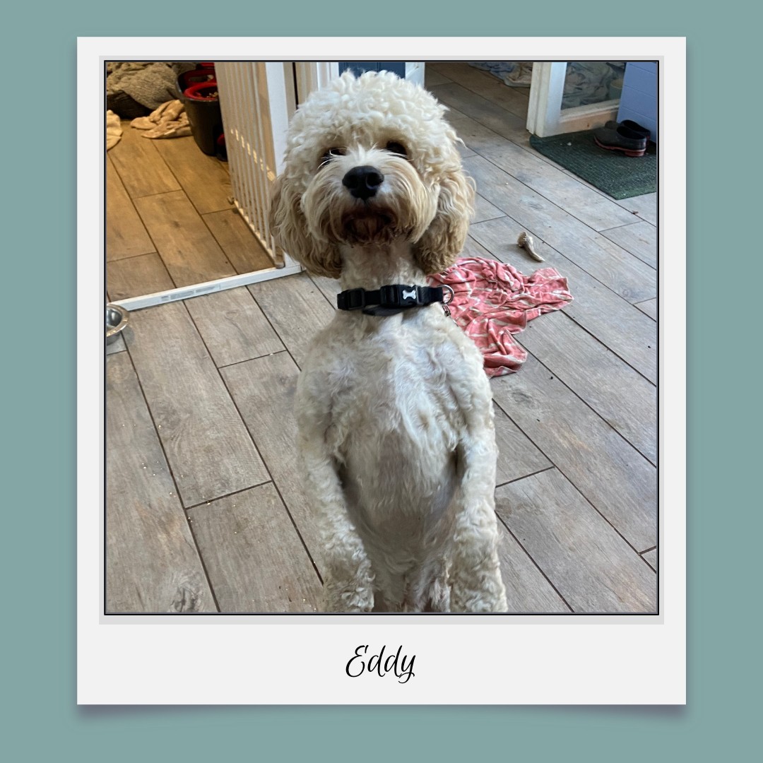 Eddy practicing his beg on his hind legs. What a cutie!
#doggiedaycarelife #doggiedaycare #doggiehomeboarding #doggydaycareuk #doggydaycare #doggydaycarelincolnshire #dogdaycarelincolnshire #dogdaycarelincoln #dogdaycareuk #dogdaycare #doghomeboardinglincolnshire #doghomeboardinguk #doghomeboarding #dogstagram #dog #dogs #dogtraining