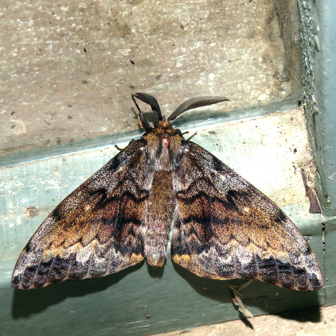 Look what visited us this week!
At least six Batwing Moths, Chelepteryx collesi, emerged on the Co-op on Wednesday night, with a couple more on Thursday. They punctually arrive in the second week of May each year and have an impressive wingspan of about 13cm.
pics: fp
#australianmoths
#roundthebendcooperative
#roundthebendconservationcooperative #conservation #landcarevictoria #biodiversity