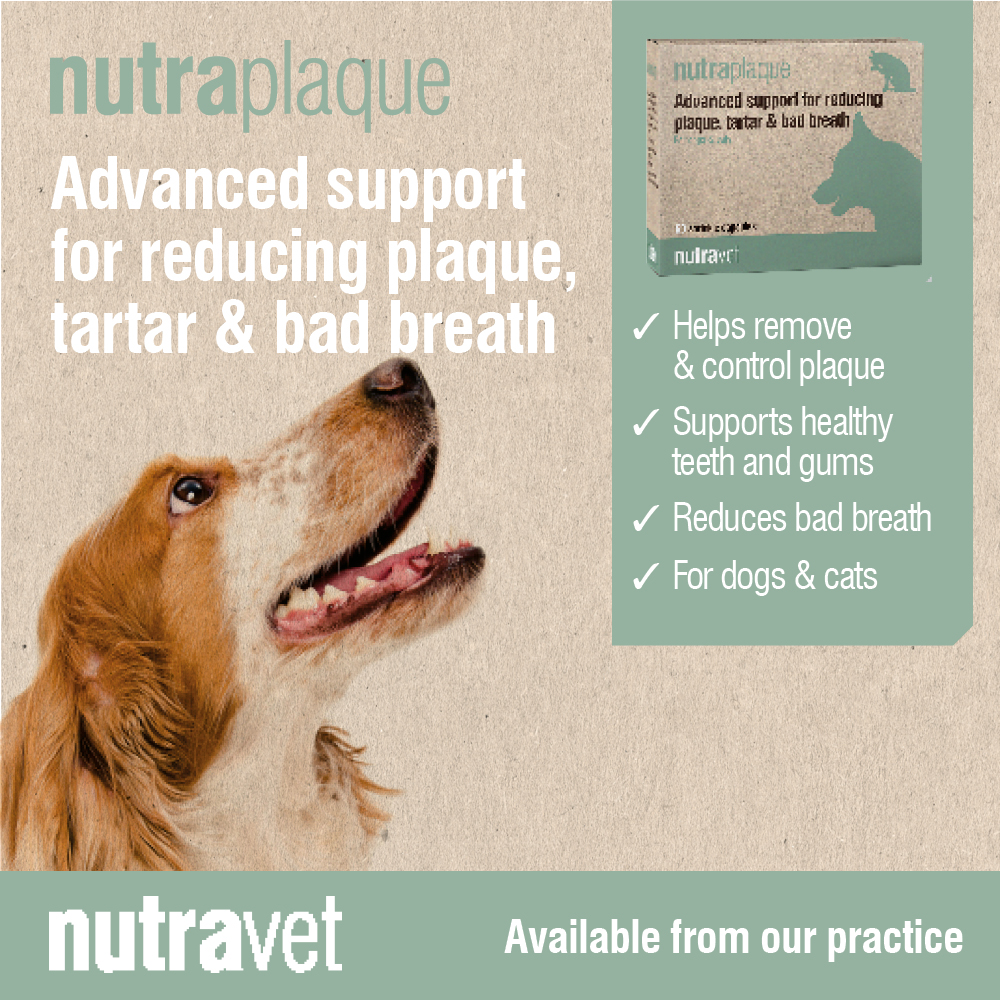 Its pet dental month!!
Do you brush your Dogs or Cats teeth? NO!
Find it difficult, they don't like it!
Why not try Nutraplaque 100% Natural, Scientifically proven to reduce plaque and removes tartar, Reduces bad breath, Supports healthy teeth and gums
https://www.nutravet.co.uk/product/nutraplaque/