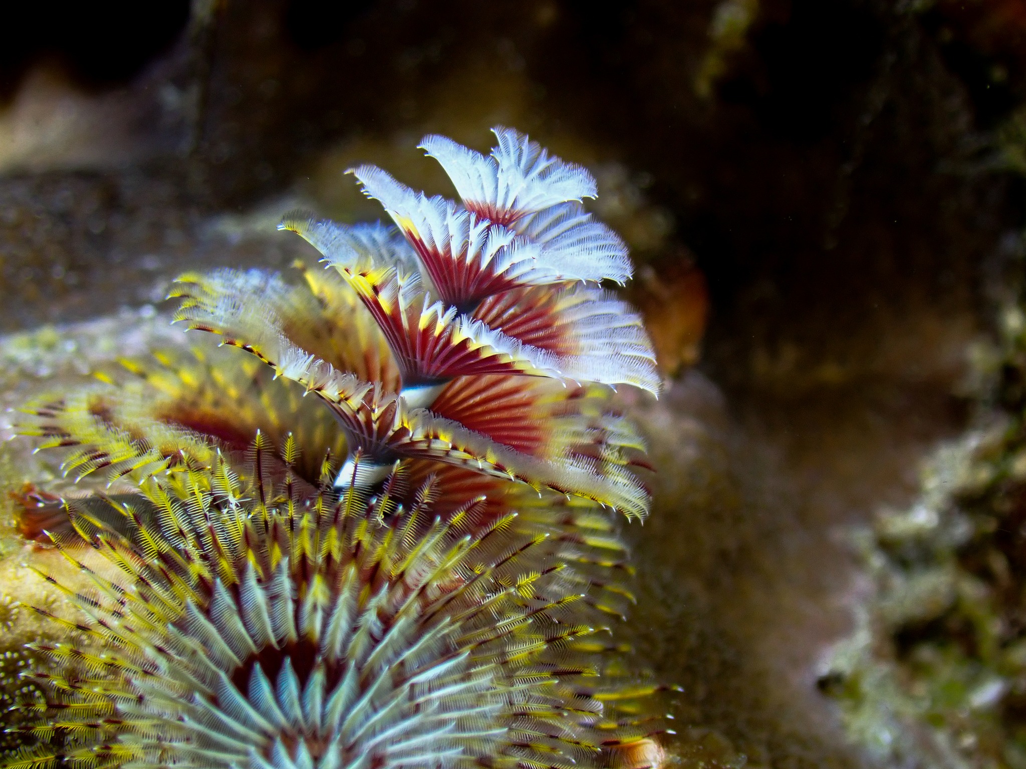 Snuck in some reef diving while working on the sensors this week for Marine Science Foundation...
@walkersdive @walkersdivecharters
#jupiterflphotographer #jupiterfloridarealtor #jupiterflorida #naui #PalmBeach #florida #summeradventures #NAUIWorldwide #travel #scuba #Jupiter #DiveNAUI #Dive #RedAnchorScuba #scubadive #adventure #diving #diveboat #scubadiving #nauiworldwide #Kentislandscuba #kentislandscuba #padi #paditv