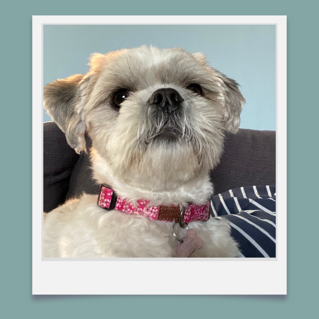 Mollie have cuddles on the sofa in the evening. She loves all the fuss and attention she gets when she comes to stay.
#ladypeasdogs #dog #dogs #doghomeboarding #doghomeboardinguk #doghomeboardinglincolnshire #dogdaycare #dogdaycareuk #dogdaycarelincoln #dogdaycarelincolnshire #doggydaycarelincolnshire #doggydaycare #doggydaycareuk #doggyhomeboarding #doggiehomeboarding #doggiedaycare #doggiedaycarelife