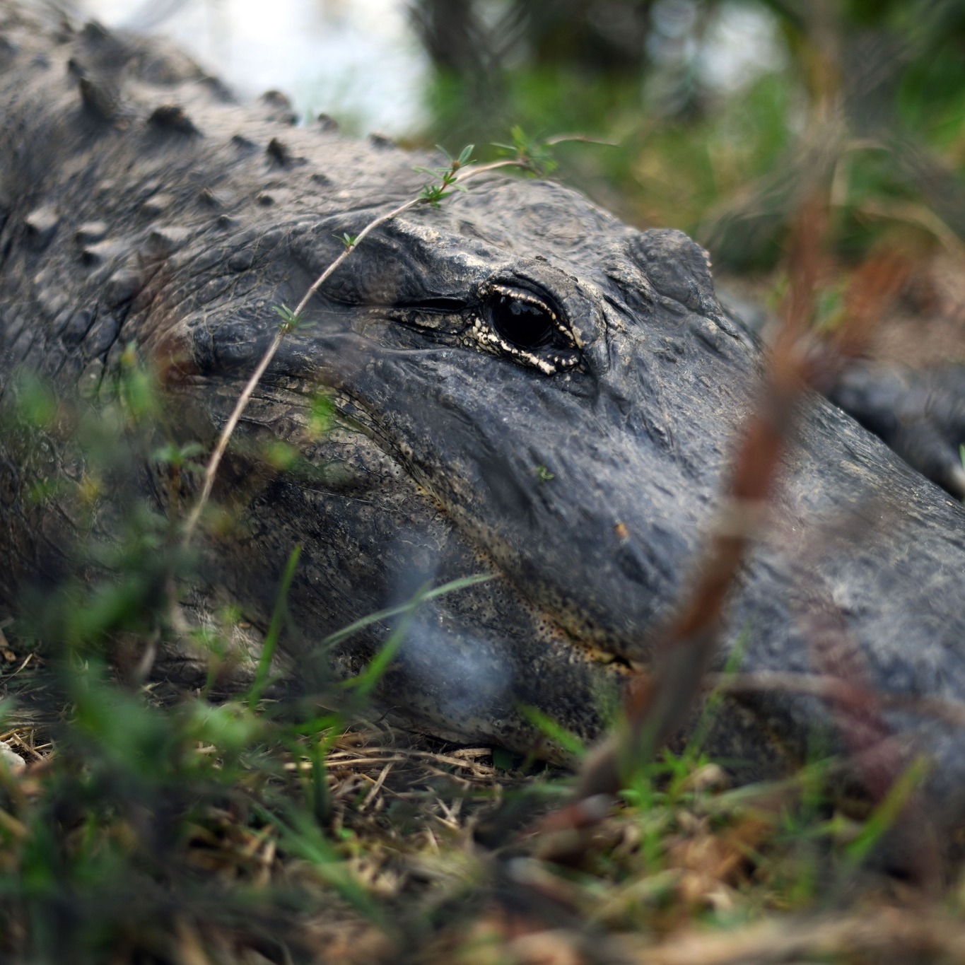 Everglades & Big Cypress 🐊
@evergladesnps & @bigcypressnps
#CandidPhotography #FloridaPhotography #Everglades #CandidSRQ