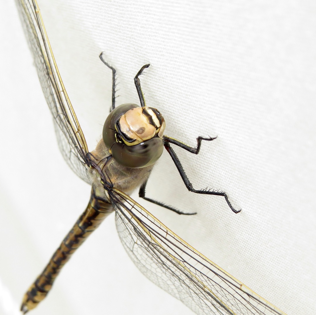 This Australian Emperor, Anax papuensis, one of our largest Dragonflies, came to the moth sheet, providing good contrast to show the intricate wing venation.
pics: fp
#roundthebendconservationcooperative #roundthebendconservationcoop #residentialconservation #privatelandconservation #dragonflies