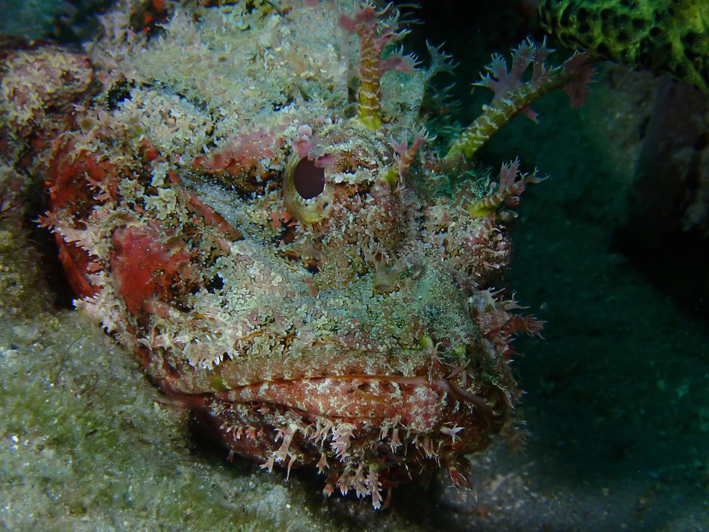 Almost missed this little guy!