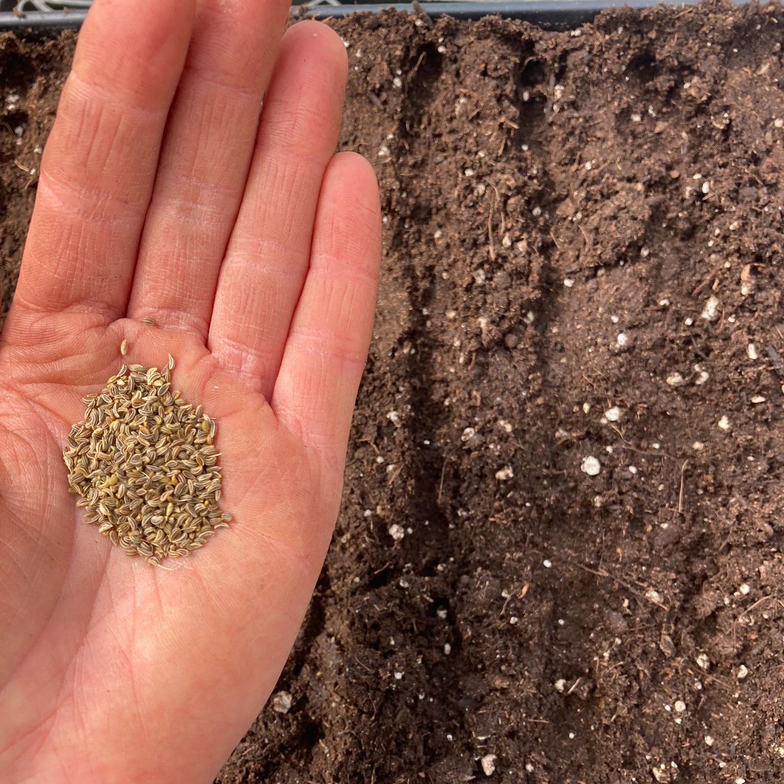I seeded celery on this first day of spring!
All day I have been dreaming of the juicy, sweet crunch of a celery stalk!
Some days in the heat of the summer it is all I want to eat mid day.
We are just a few months away to celery season!
There are still shares available for the Wild Fern Farm Veggie Box CSA where celery will be sure to be making a regular appearance. For all of those salads, soups and veggie platters.
Link in bio for more info.
#nhagriculture #ILoveCelery #eatlocal