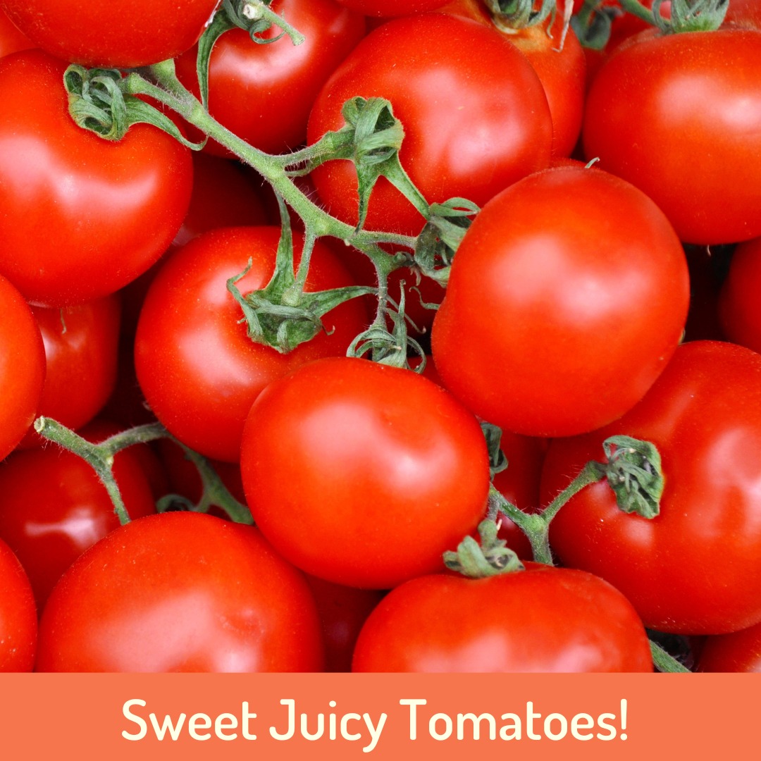 So much to love about Tomatoes! Not only are they delicious but here are som fun facts that you may not know ......
🍅 Tomatoes originally came from Peru where their Aztec name was translated to plump thing with a navel! The French called tomatoes pomme d’armour, or love apple, for their belief that the exotic tomato had aphrodisiac powers.
🍅 Most people know that technically tomatoes are a fruit, but did you know that there are more than 7,500 varieties grown all over the world. They come in all colours, shapes and sizes.
🍅 Tomatoes are a great source of vitamin C and potassium but they also contain the antioxidant Lycopene, a plant compound with many health benefits.
🍅 Tomatoes will continue to ripen once they have been picked and will increase in weight as they ripen.
🍅 Tomatoes are available in Australia year round but the peak season is December through to February.
@Chefmattmoran
@charlie.arnott.52
@delicious. Australia
@chief nutrition
@redtractorfoods
@newgapyear
#thankful4farmers #thankful #Farmers #Australianfarmers #Farming #Organic #Farm #Farmtoplate #australia #foodsecurity #product #quality #community #sustainableagriculture #picker #labourshortage #ausfreshproduce #fresh #produce #goandpick #newgapyear #goandpour