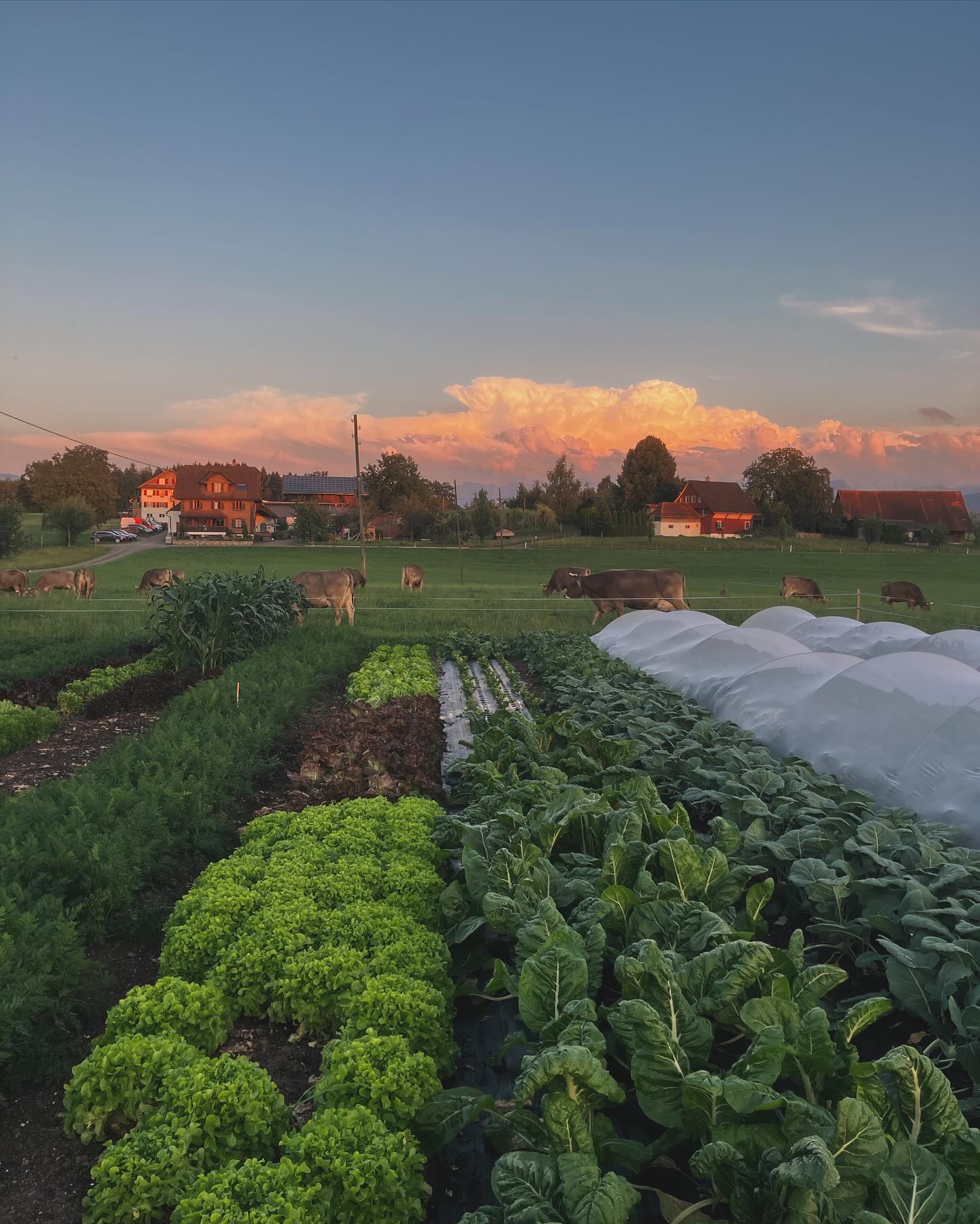 Gemüseanbau auf fixen Beeten ohne Traktorbearbeitung? Funktioniert! Mit viel Kompost, Handarbeit und Liebe haben wir dieses Jahr neue Wege im Gemüsebau probiert. Bis jetzt mit sehr gutem Erfolg. Vielleicht habt ihr auch schon einige neue Gemüsearten am Markt entdeckt..?🥦🍅🥬🥕🌽🌶️🧅
.
.
#fossilfree #nachhaltig #ohnebodenverdichtung #neuewege #kompost