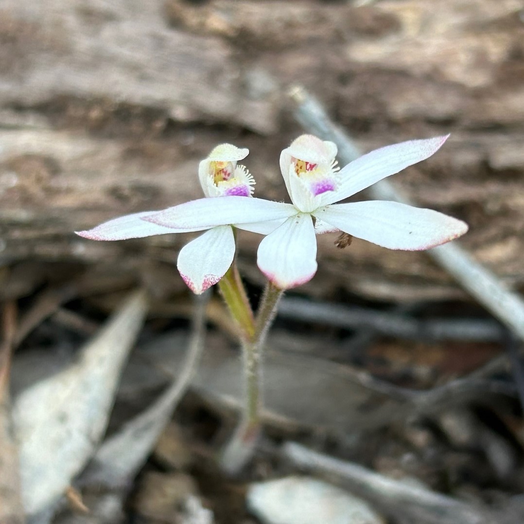 Orchid season is starting with Greenhoods and Early Caps now blooming. This pretty specimen of Early Caps, Caladenia praecox, was seen a few days ago.
Pic: rl
#australianflowers #australianflora #roundthebendconservationcoop #australianorchids