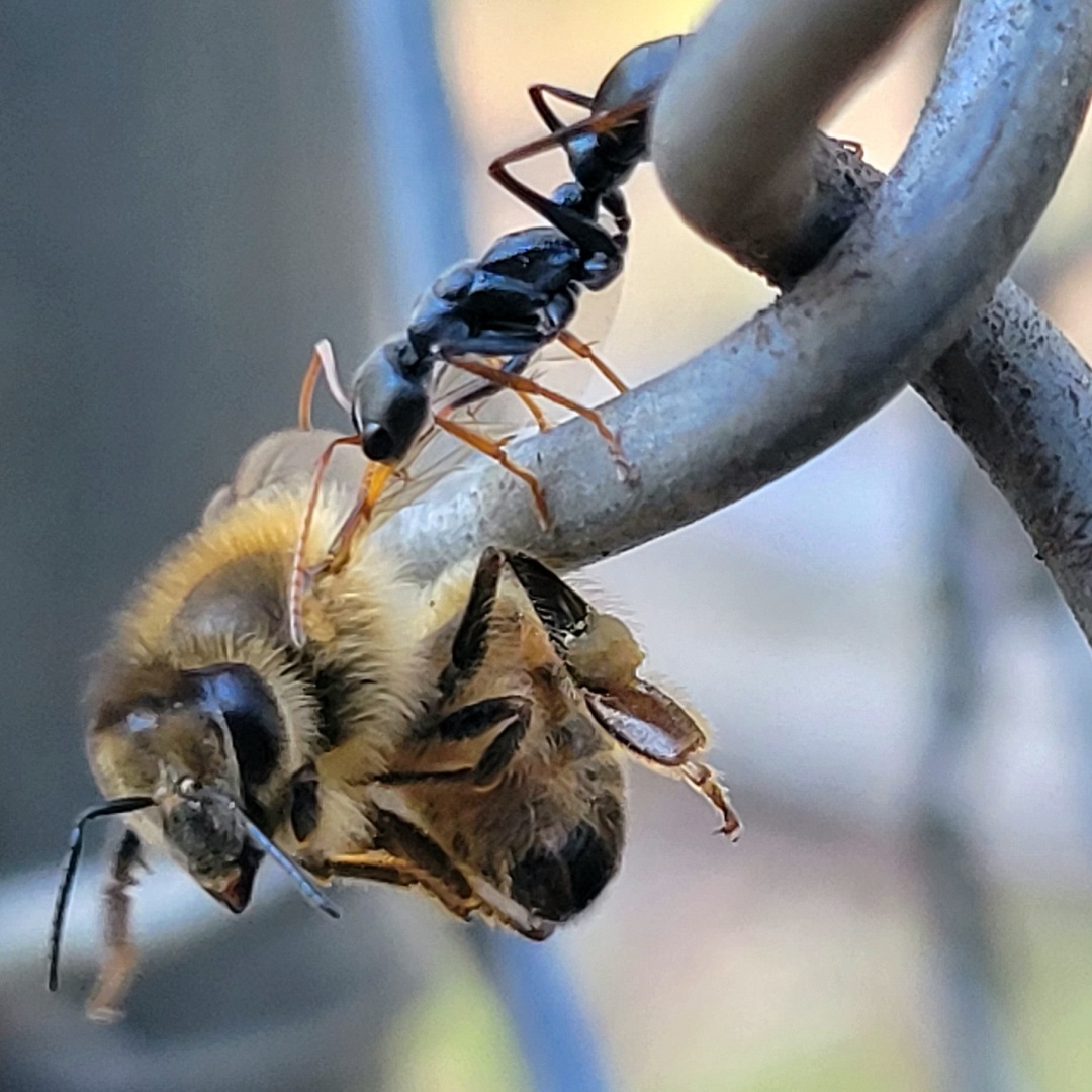 Drama on the garden gate. When confronted with these types of situations, we generally let nature take its course unless there is a compelling reason to 'save the prey'. In this case, if we were willing to risk a nasty bite or sting from either, we might save the ant because its native and the bee is introduced.
Pic:fp
#privatelandconservation #australianwildlife #protectnature #biodiversity