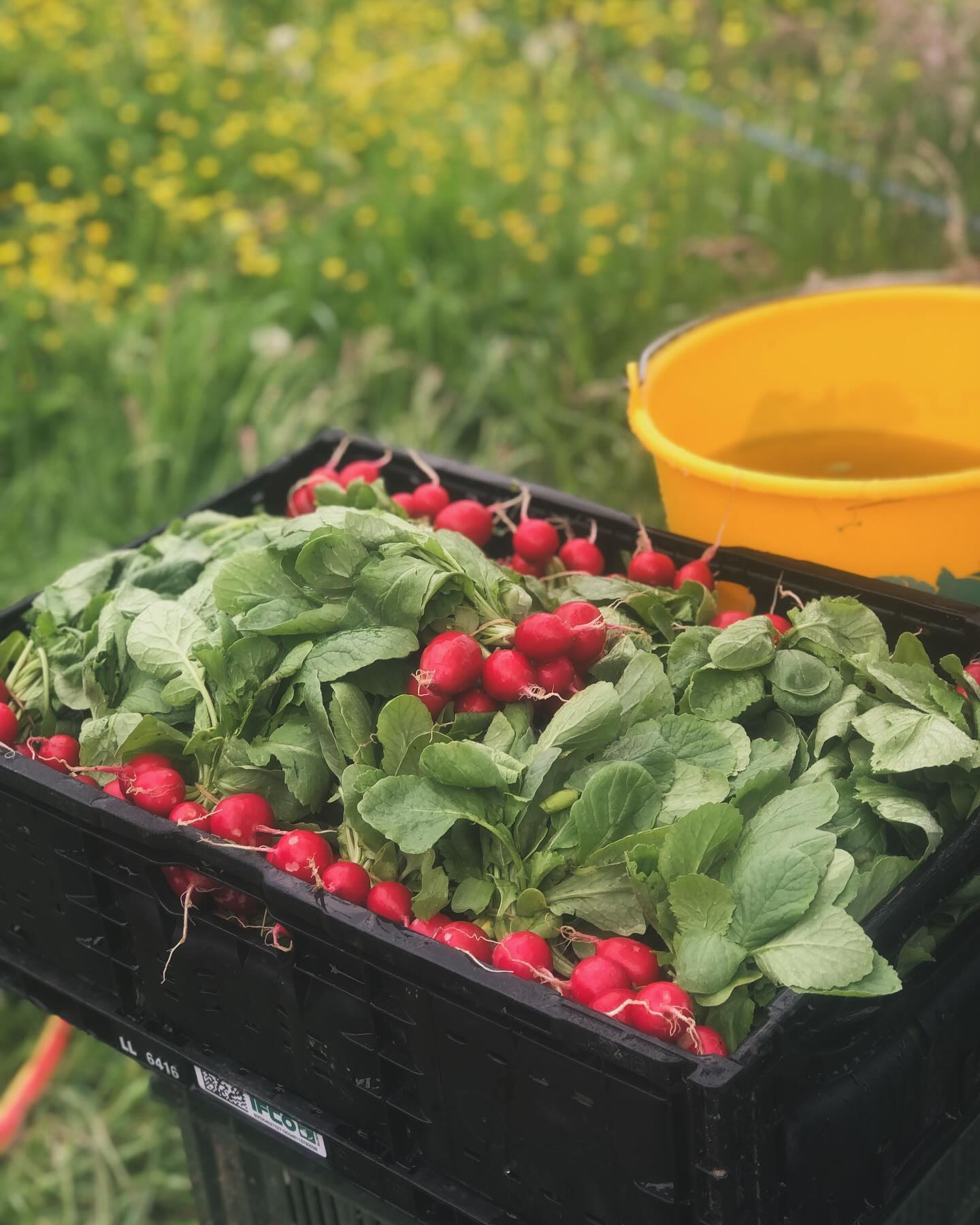 Durch die Abdeckung mit einem Insektenschutznetz können wir dieses Jahr sehr schöne und leckere Radieschen anbauen😋
.
.
#radies #radieschen #radishes