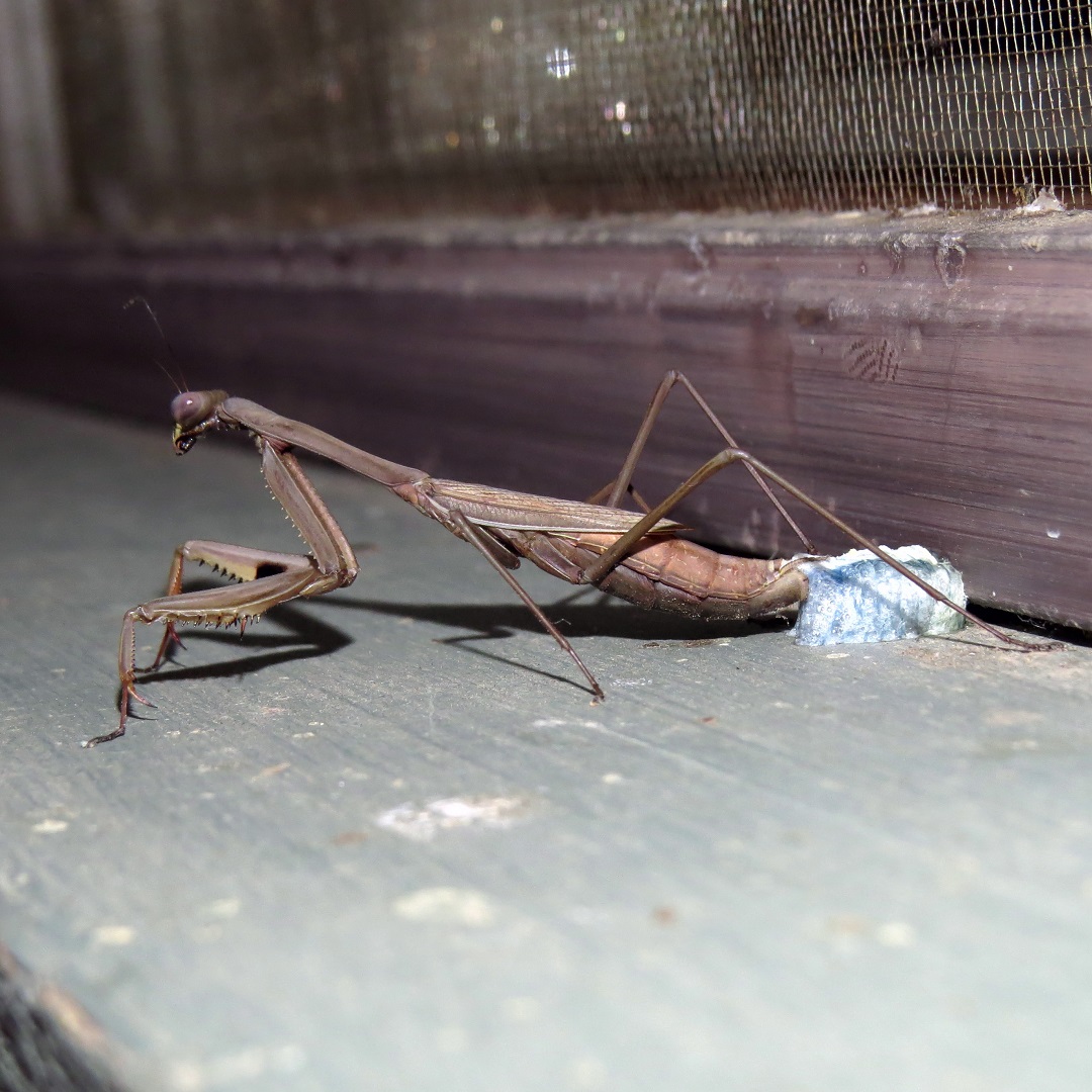 This False Garden Mantis was found depositing an egg case, or ootheca, on the kitchen windowsill. Ootheca can contain up to 80 eggs and a female can lay up to 6 in a season. The 3rd photo was taken about an hour later than the first two, after laying had been completed. The fourth photo was then taken about 80 minutes later.
pics: fp
#roundthebendcooperative #roundthebendconservationcooperative #roundthebendconservationcoop #residentialconservation #privatelandconservation