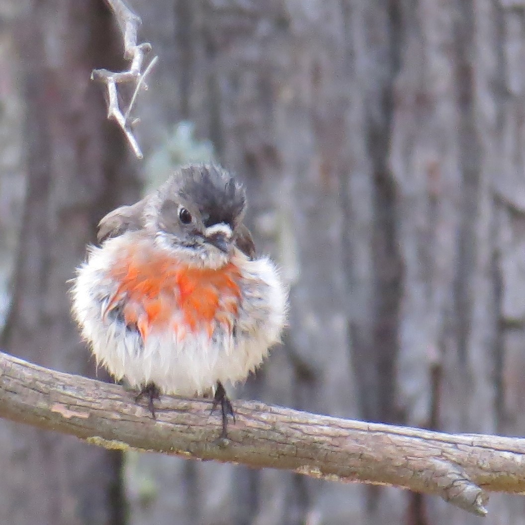 Spring chicks!
Can you guess what birds they are?
Pics: nk
#roundthebendconservationcooperative #roundthebendconservationcoop #residentialconservation #privatelandconservation #australianbirds #spring