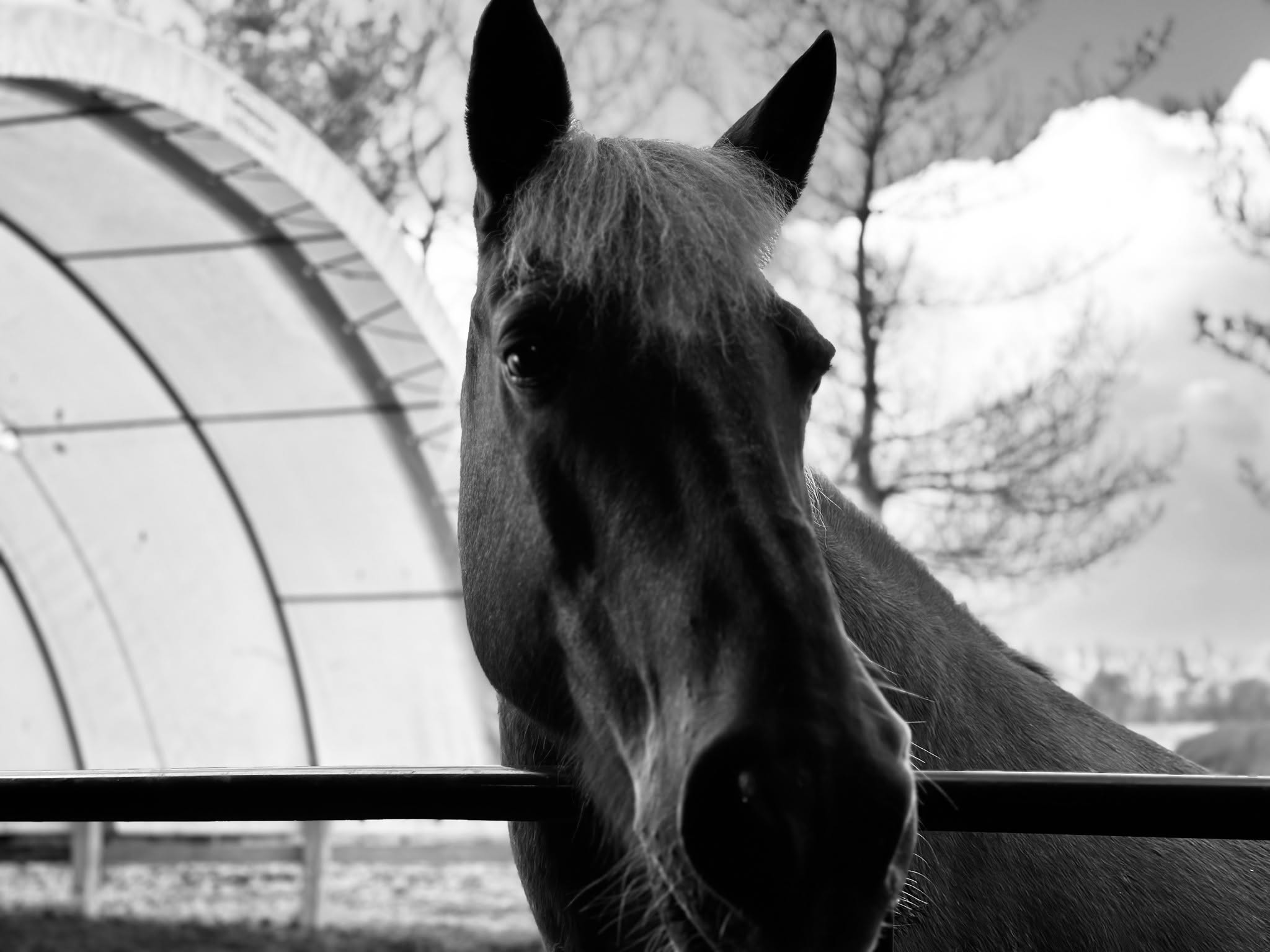 The benefits of a horse connection go far beyond riding!
🐴 Confidence
🐴 Emotional growth
🐴 Teamwork
In 2025, we’re offering our Horsemanship & Friendship classes—a unique experience where kids and teens build life skills while learning horse care and safety.
Why not give a gift that lasts forever this Christmas? 💝
Spots are limited, so sign up now!
#HorsePower #GiveTheGiftOfConnection #Horsemanship