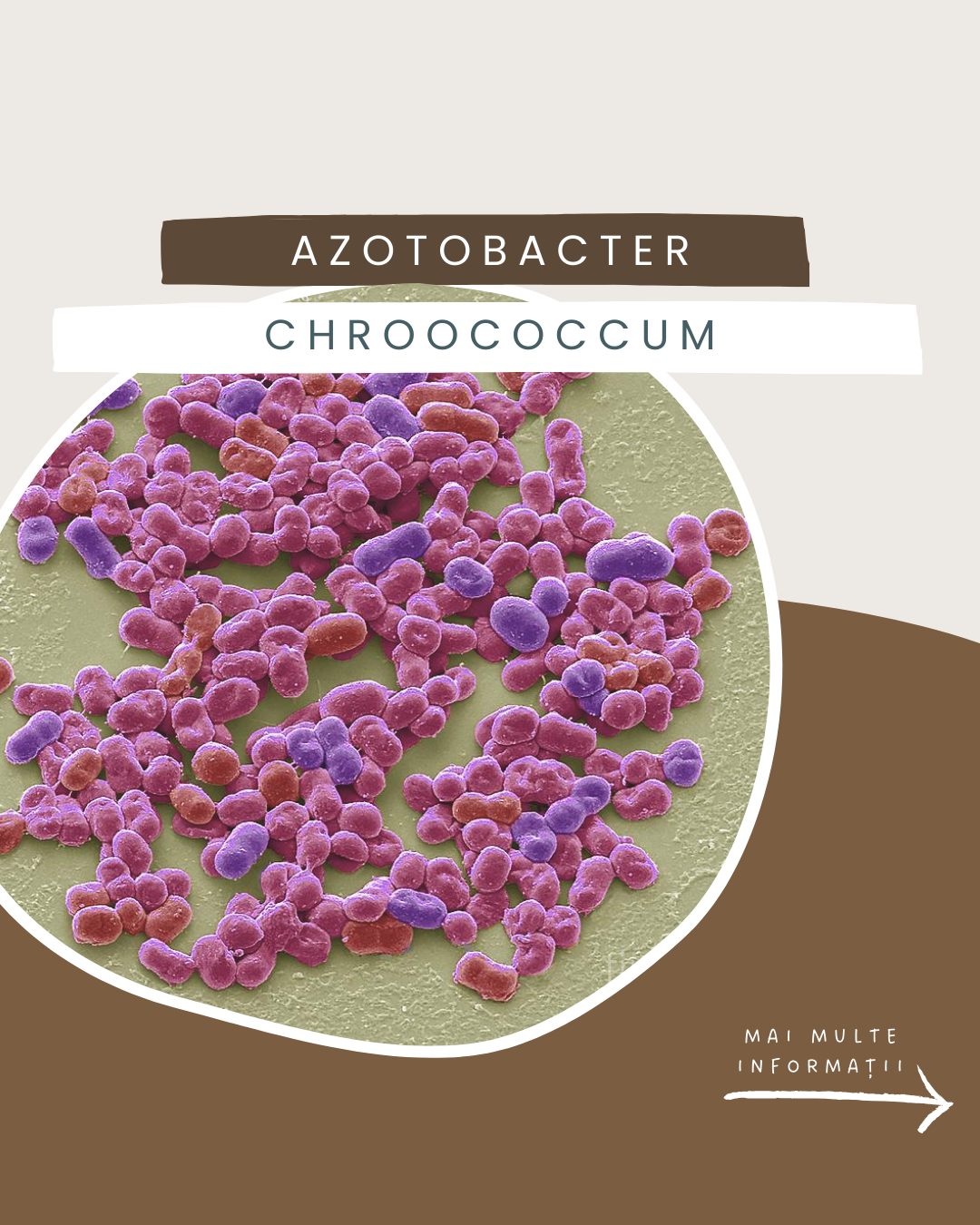 V-ați săturat să tot aduceți atâtea chimicale pe câmp sau să mâncați alimente despre care nu știți oare ce ar mai conține și astea? 🤔
Vă prezentăm aici o altă bacterie care fixează azotul în sol.
🌱 Haideți să redăm viață pământului românesc și să nu ne mulțumim doar cu alimente crescute pe baza fertilizatorilor artificiali!
#natanaelferma #IWannaKnow #life #organic #earth #creation #agriculture #farming #nature #agricultura #biodiversity #regenerativeagriculture #bacteria #viata #notill #agriculturaorganica