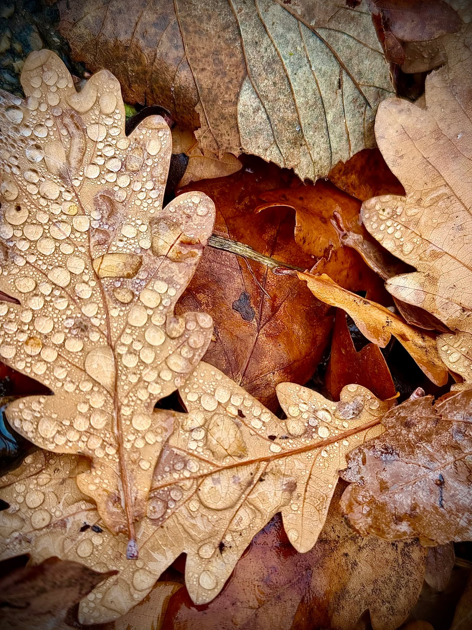 Y para el último fin de semana del 2024, una imagen y un refrán sayagués "𝙌𝙪𝙞𝙚𝙣 𝙨𝙚 𝙘𝙤𝙗𝙞𝙟𝙖 𝙙𝙚𝙗𝙖𝙟𝙤 𝙙𝙚 𝙝𝙤𝙟𝙖, 𝙙𝙤𝙨 𝙫𝙚𝙘𝙚𝙨 𝙨𝙚 𝙢𝙤𝙟𝙖".
#Sayago #Leader #aderisa