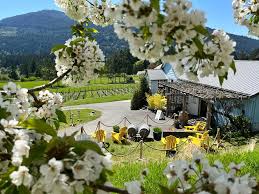 🍇 Revel in the rustic elegance of Salt Spring Island's vineyards! 🌿 Nestled amidst verdant forests and ocean views, our boutique wineries invite you to taste unique varietals like Pinot Gris, Pinot Noir, Ortega, and Maréchal Foch. 🍷 With just a handful of vineyards capturing the island’s spirit in every bottle, a trip here is an intimate journey through a slow-crafted wine paradise. 🌊🌤️ To set up a tour of all vineyards Tour Salt Spring, is a fantastic choice to safely visit and sample at, Kutatas Wines Ltd. Garry Oaks Winery Salt Spring Vineyard and Vivezza Vineyard
#SaltSpringIslandWine #WineLovers #VineyardViews #IslandWines #BCWines