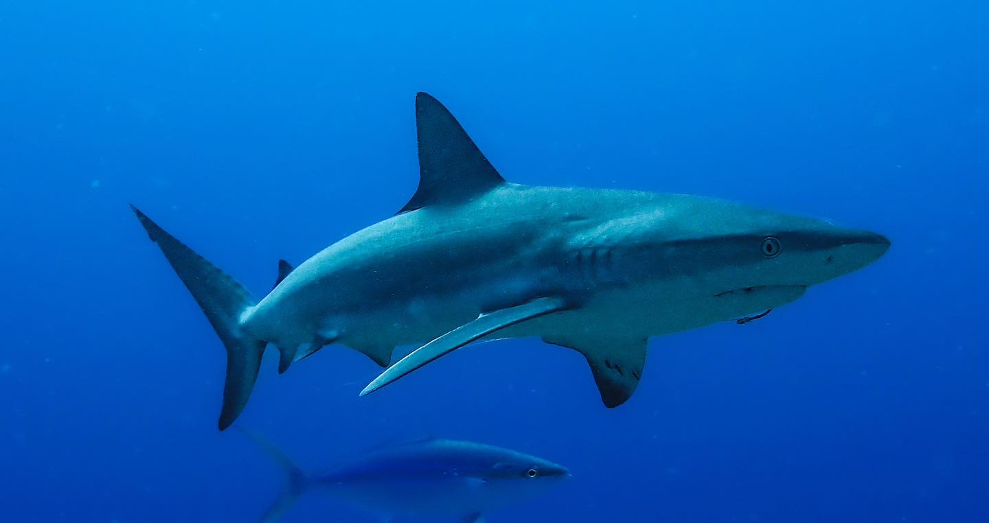 Was able to sneak in some recreational diving yesterday in Palm Beach before working on the Marine Science Foundation sensor dives.
#DiveNAUI #NAUIWorldwide #diveboat #RedAnchorScuba #PalmBeach #scuba #scubadive #scubadiving #diving #scubaspecialty #adventure #experience #florida #stuartfl #Jupiter #travel #Dive #summeradventures #mypalmbeach