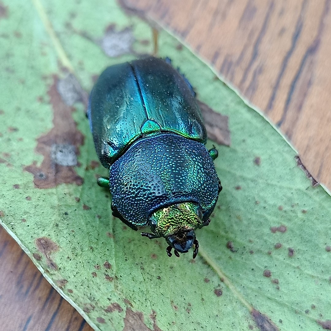 Nature is full of stunning colours, including metallics! Stag beetle, Lamprima Aurata.
Pic: nk
#privatelandconservation #protectnature #conservation #environment #stagbeetles