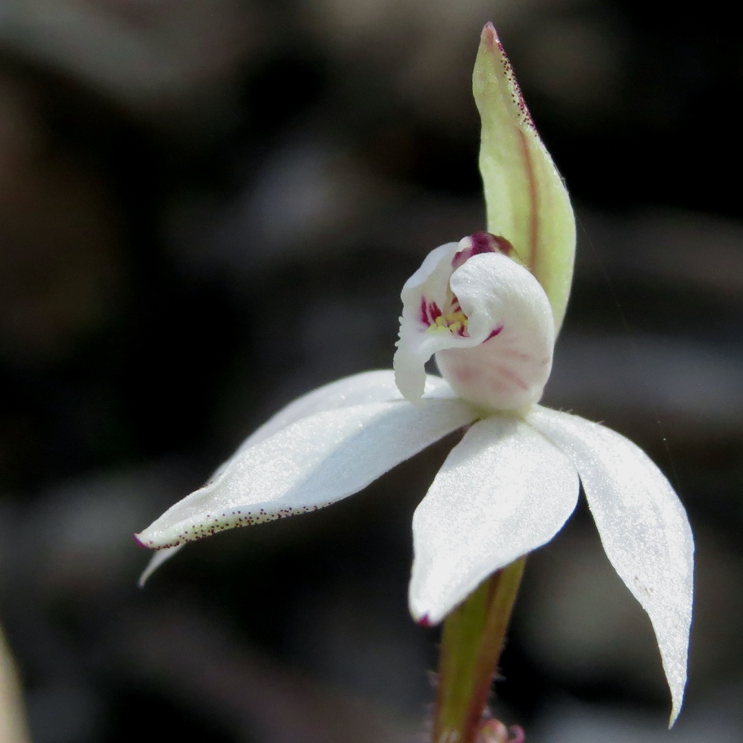 Lots of the Spring Orchids are coming out, including this Dusky Fingers, Caladenia fuscata. Others seen this week are Leopard Orchid, Pink Fingers, Tall Greenhood, Early Caps, Maroonhood, Mayfly, and Blunt, Dwarf Trim & Nodding Greenhoods.
pics: fp
#australianflowers #australianflora #roundthebendconservationcooperative #roundthebendconservationcoop #residentialconservation #australianorchids