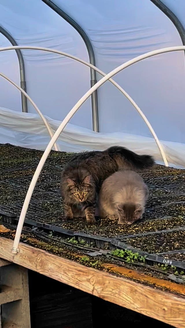 Conuco Farm cats Blue and Pepper doing their daily greenhouse inspection!