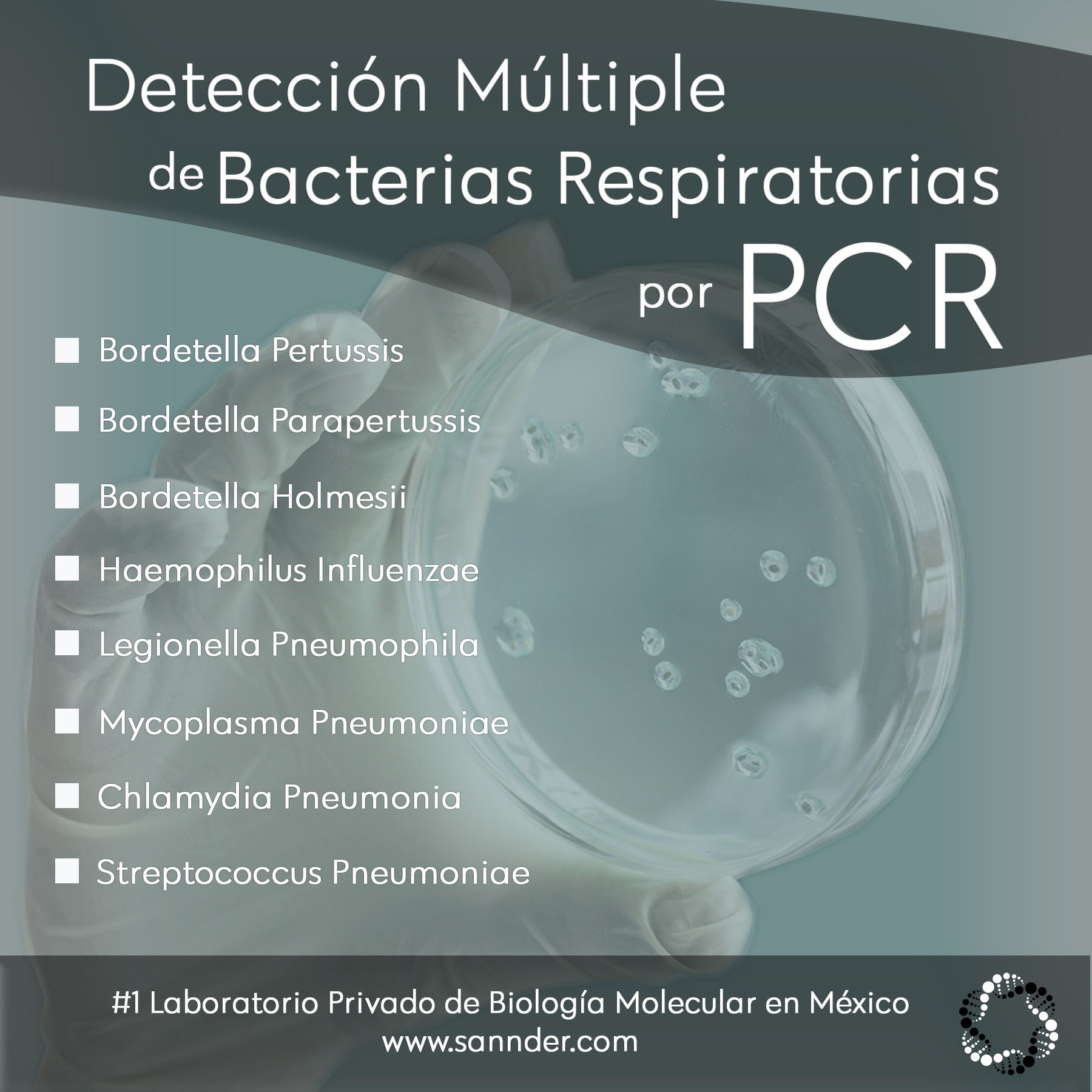 Panel de Detección de Bacterias Respiratorias🔬
Detecta de manera confiable con la técnica mas moderna, sensible y confiable 8 bacterias respiratorias.
Bordetella Pertussis/Parapertussis/Holmesii, Haemophilus Influenzae, Legionella Pneumophila, Mycoplasma Pneumoniae, Chlamydia Pneumonia y Streptococcus Pneumoniae.
Sannder Biología Molecular - #1 Laboratorio de Biología Molecular en México
#Sannderoficial #sannder #laboratorio #biologiamolecular #pcr #infeccion #checate #cuidate #medicos #consulta #bacterias