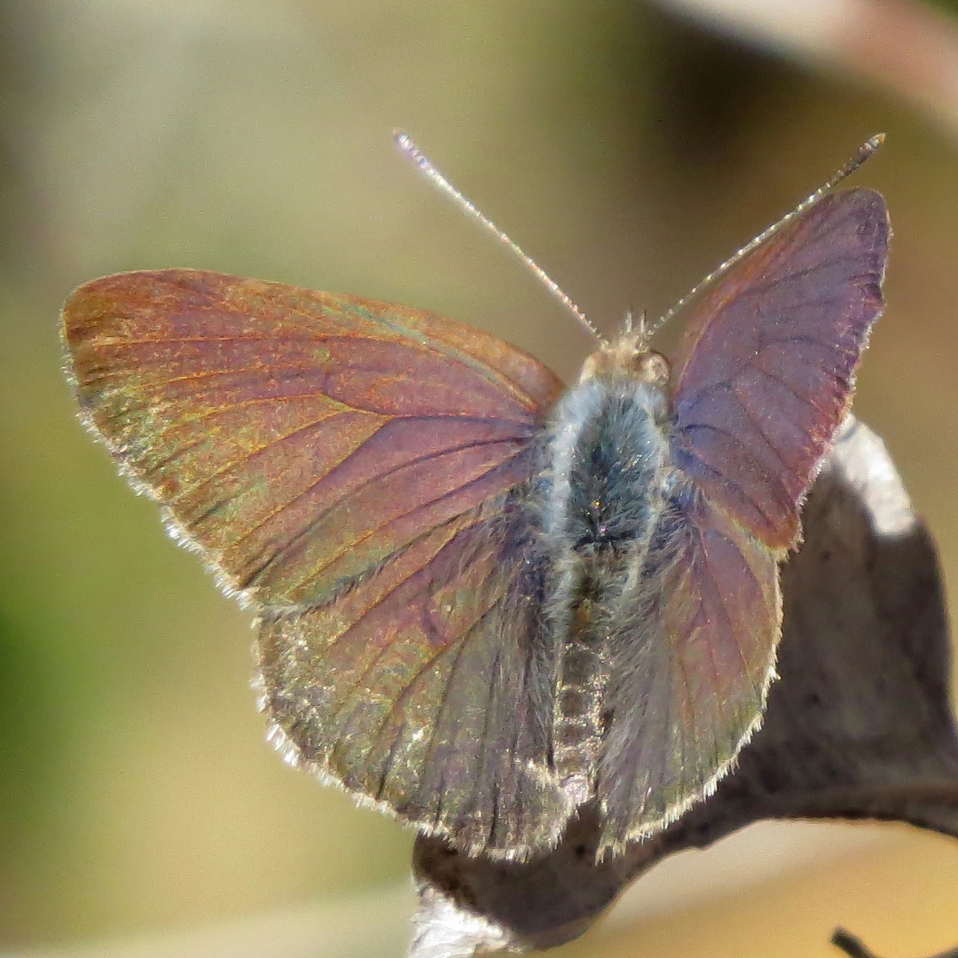 Varied Dusky-blue, Candalides hyacinthina, is out and about today on C Track, with the early onset of Spring. It's been a good start to the season with Imperial Jezebel and Painted Lady also seen earlier in the week.
pics: fp
#roundthebendconservationcooperative #roundthebendconservationcoop #residentialconservation #australianbutterflies