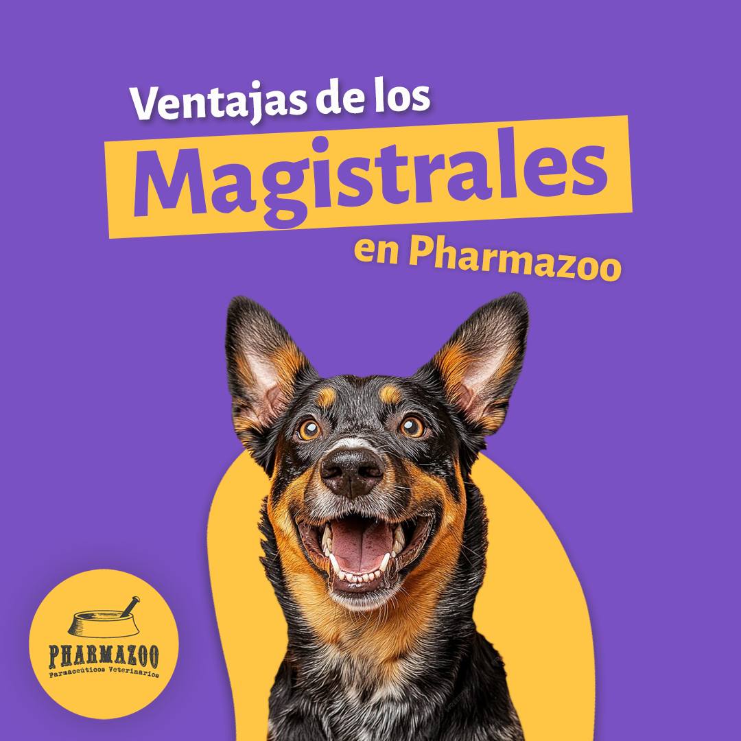 ¡Huesitos Pharmazoo, el snack perfecto para tus peluditos! Beneficios que cuidan su salud y les encantan. 🐾💚
#mascotas #pharmazoo #pets #peluditos #perros #mascotasbogota