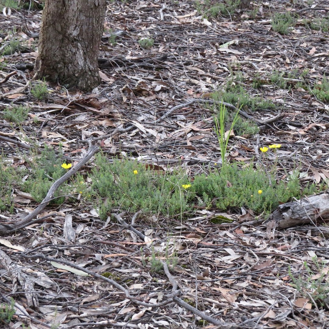 Amazing January flowering of Hibbertia porcata, after 200+ mm rain from 2nd to 18th January.
Pics: fp
#privatelandconservation #protectnature #biodiversity