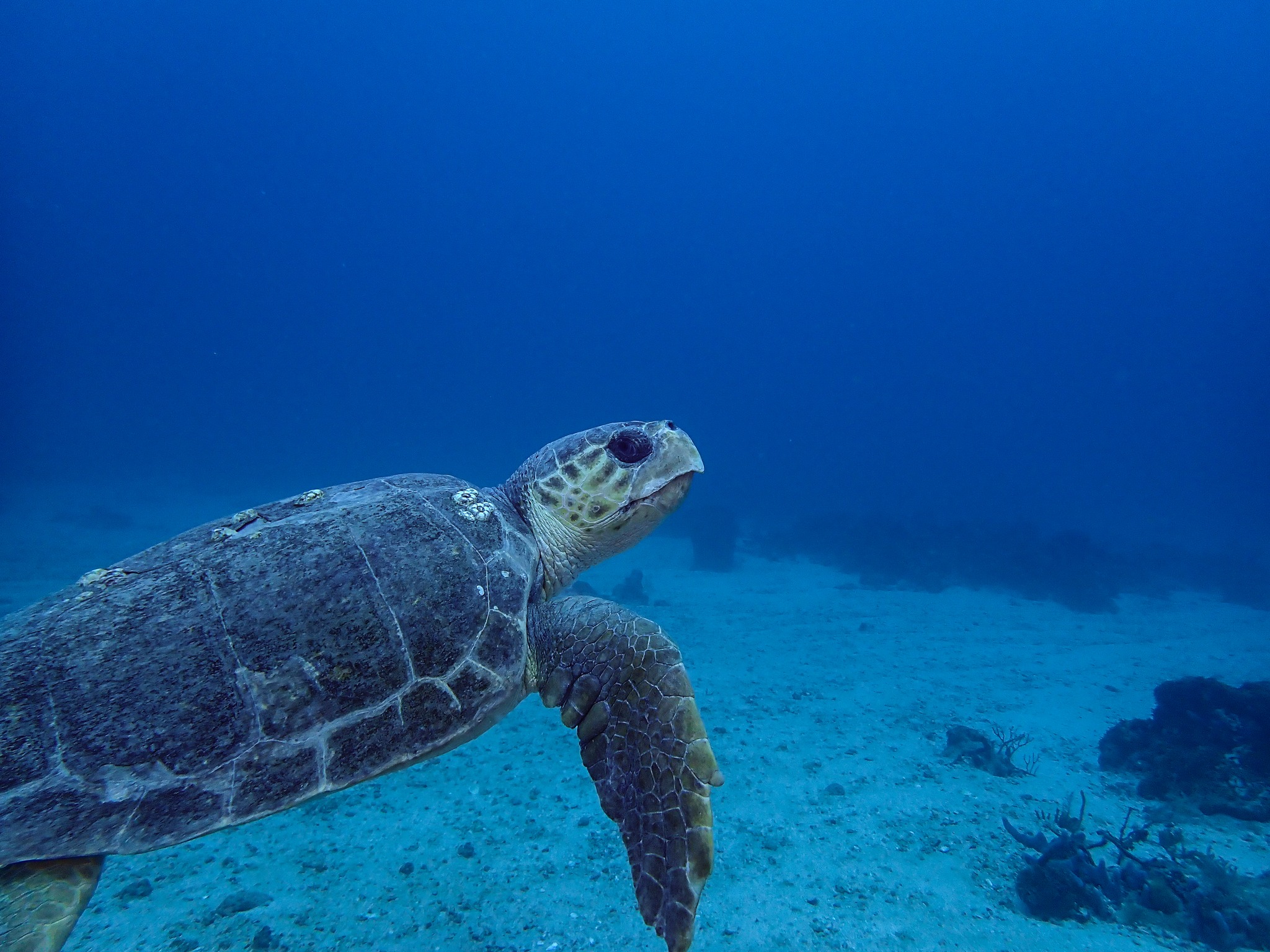 What a great dive day!
Kent Island Scuba @kentislandscuba Brad King