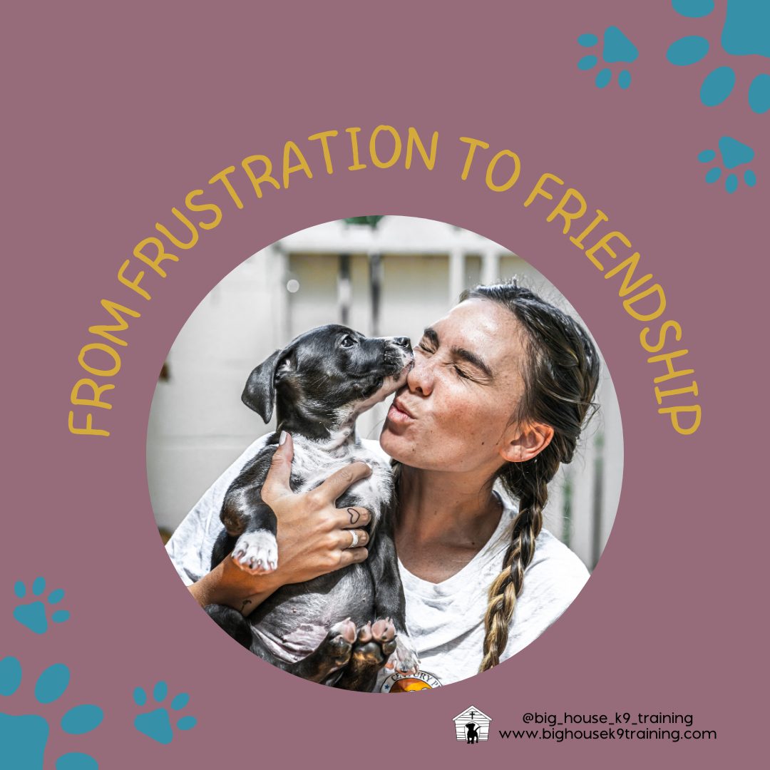 When Dog Life Isn't What You Dreamed
You had such big plans...
Long walks in the park
Coffee shop dates
Weekend adventures
Showing off your good boy to friends and family
But instead, you got:
A dog who barks at every passing neighbor
Stressful walks that leave you both frustrated
A living room you can't enjoy because your dog won't settle
Friends who stopped visiting because your dog is "too much"
Your heart hurts. This isn't what you wanted. This isn't what you planned for.
And you know what? It's okay to feel disappointed. It's okay to feel stuck.
But here's the thing - you don't have to stay stuck.
We help families just like yours understand their dogs so that we can make a plan to redirect their behavior. Different path, same destination: a happy life with your dog.
Ready to talk about it? Send us a message. No judgment, just help.
#bhk9train #bhk9trainer #bhk9training #BHK9 #DogTraining #casagrandeaz #positivereinforcement #positivereinforcementtrainer #casagrande #bighousek9trainer #positivereinforcementtraining #bighousek9training #dogtrainingtips #fearfreedogtraining #fearfreetraining #rewardbasedtraining
