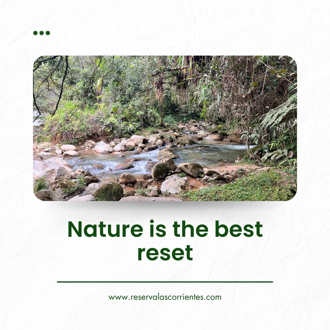 Escape the noise. Find your reset at Reserva Las Corrientes. 🍃✨ #natureheals
#ReservaLasCorrientes #Reserva #Hotel #Staycation #Finca #Naturaleza #Antiquioa #medellin #Colombia #DigitalNomad