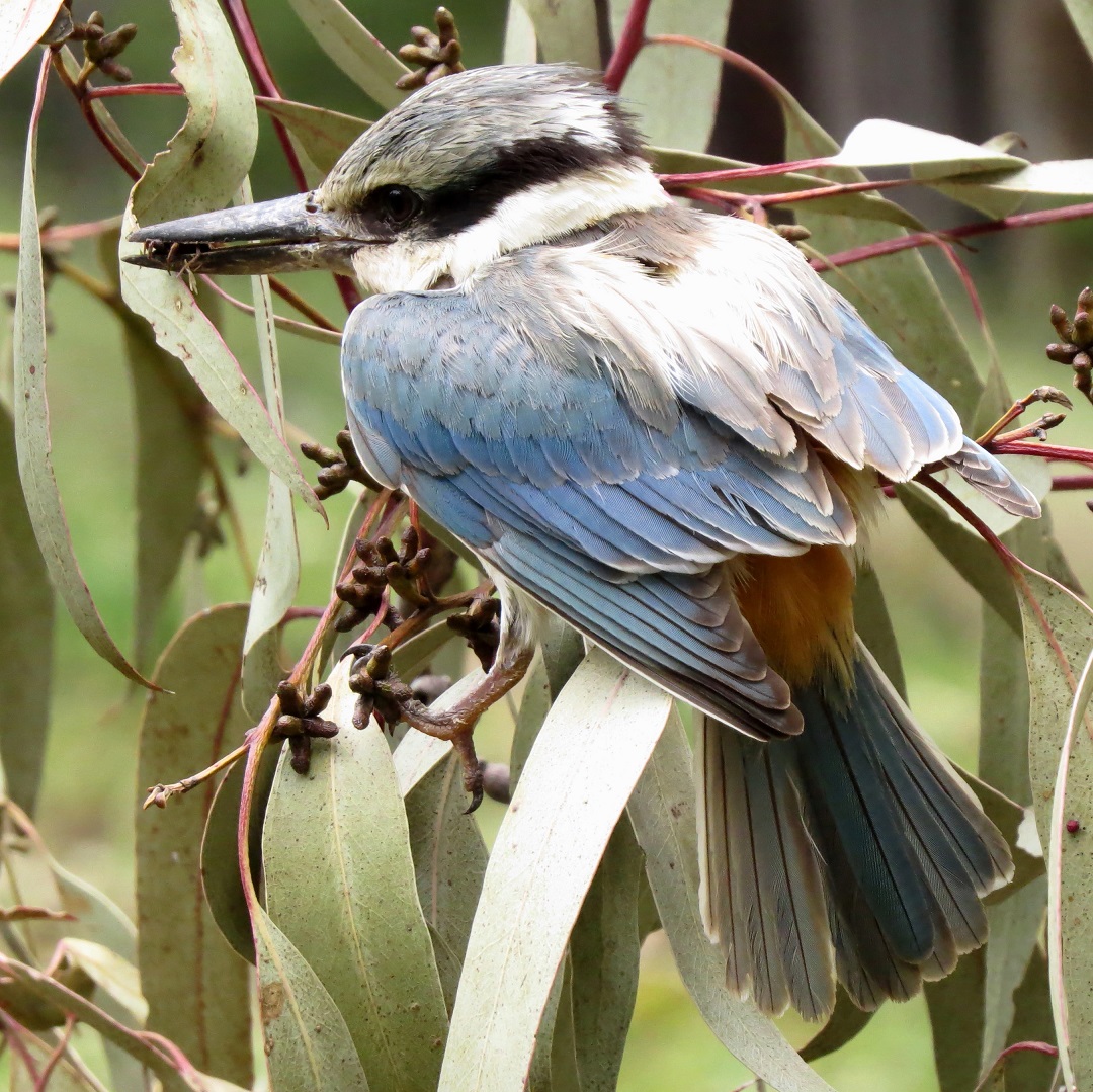 This juvenile Red-backed Kingfisher is an amazing addition to the Co-op bird list - No. 134. Photographed on Saturday near C Track. It was hopping around feeding at ground level and then flew high into the trees. It was probably blown from its normal range, in northern Victoria, by the incredible wind we had a few nights back. Pierre also reported briefly seeing a 'little blue kingfisher' at his house on Thursday.
pics: fp
#australianbirds #roundthebendconservationcooperative #privatelandconservation #biodiversity