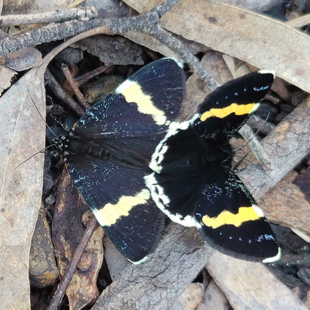 These Yellow-banded Day-moths, Eutrichopidia latinus, were spotted on an early morning walk recently. They were making the most of the beautifully fresh morning, after an intense storm during the night.
pics: fp
#privatelandconservation #australianwildlife #protectnature #biodiversity