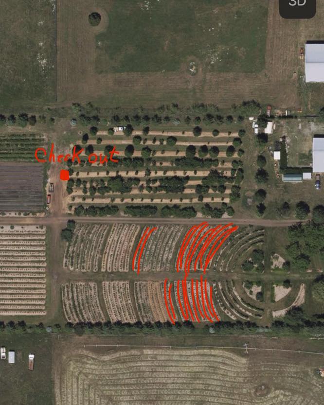 Will be open tomorrow the 19th for blueberries, all day light hours. Pick the red line areas for best picking. I see so many people picking where there's very little. Take a sec and look at the map and figure out where you are at!
Please park and pay at the blueberry checkout stand in the middle of the farm. $4 alb.
There are SOME strawberries out there right now flagged rows down by the tractors. Not worth coming out for only them but feel free to pick a few while here. Strawberry picking will get better as we get into September.
Everything provided. Cash or Venmo.