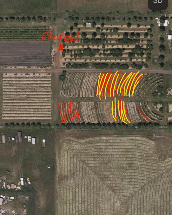 We will be open for blueberries today August 1st all day light hours unless picked out, $4 a lb.
Please use the Atlas entrance. Bags and buckets provided, a lot of people are still parking back in the strawberry area. You can park up by the middle checkout stand, single file along the roads. (See map). You can pick where you like but the red and yellow area have the most berries.