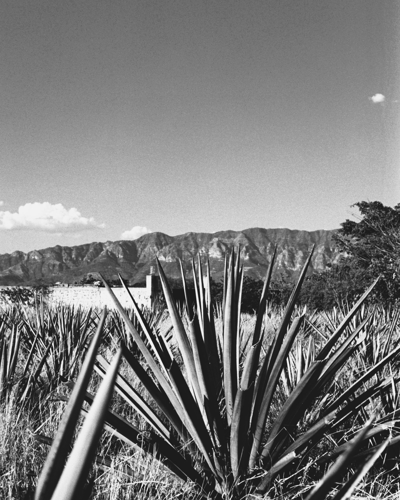 AGAVE PT1: We're forever grateful to be working with the incredible Agave Tequilana plant, commonly known as the Blue Webber for its blueish-green spiky leaves. It is one of over 220 species of agave in Mexico but is the only species that can make Tequila by regulation (hence the name). To fully mature with enough sugar to make quality tequila takes around 5-7 years. Often mass-produced brands will farm agave very young (2yrs) and use an acid wash diffusor process to soften the agave to extract the sugars. Naturally, this will then require additional chemicals and additives to create a flavour (and horrid headache). We work with Mother Nature to produce flavour, not chemicals or additives.
#agave #tequila #cocktail #tiempotequila