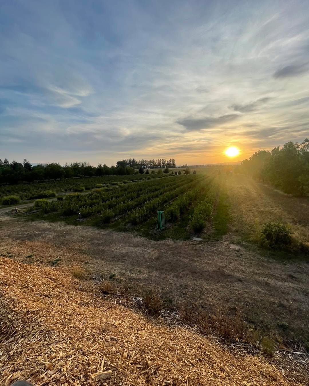 Strawberry picking is definitely starting to dwindle out there today but some of you are still out finding them this evening. Couple hundred lbs picked today! As long as we don’t get any hard freezes I will open again in a week or 2.
Those who are interest in Concord grapes they will be ready in October as well as some apples over the next month.
