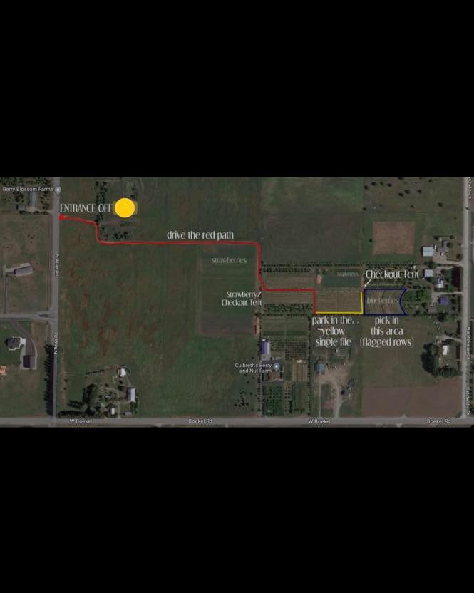 We will be open for blueberries tomorrow August 5th all day light hours.
$4 a lb.
Please use the Atlas entrance. Bags and buckets provided, a lot of people are still parking back in the strawberry area. You can park up by the middle checkout stand, single file along the roads. (See map).
You can pick where you like but the red area has the most berries.