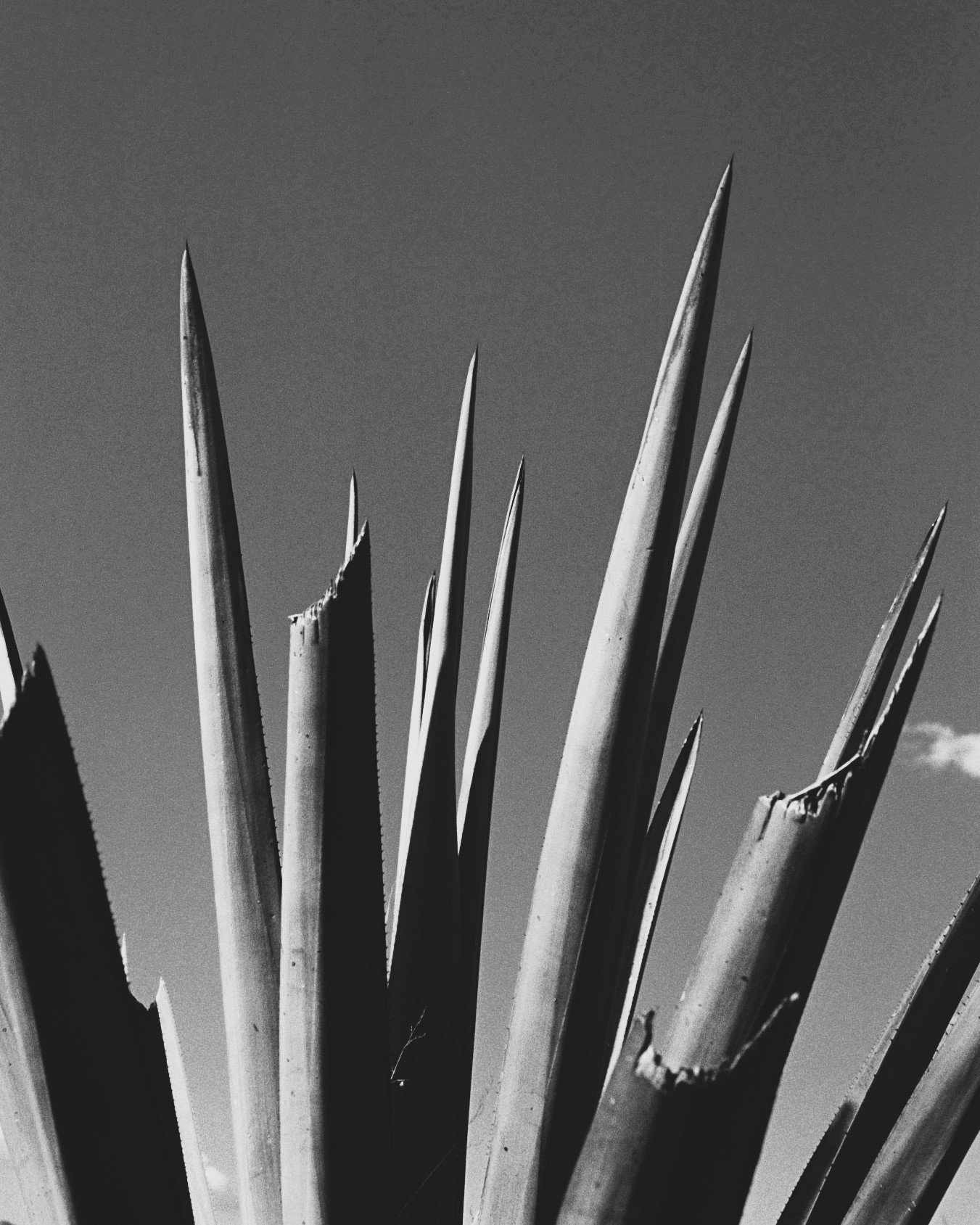 AGAVE PT2: On average the Agave Tequilana weighs around 80lbs when mature and can reach 7ft tall. This will produce around 10L of Tequila which is a very low-yield and why the craft necessitates such passion and labour to produce quality Tequila.
In the Mezcal world, over 30 different species (of the 220+) are used to distil the spirit. The Agave Mapisaga V Lisa is the monster of them all and can grow to over 12ft Wide and 10ft high taking many years to mature (up to 25yrs).
Agave spirits (Tequila / Mezcal) are one of very few spirits that can be distilled with such purity but also have a natural flavour... of course, this is only if you use traditional and authenticate production methods to slowly bring out the flavour over time.
#agave #tequila #tiempotequila #cocktails