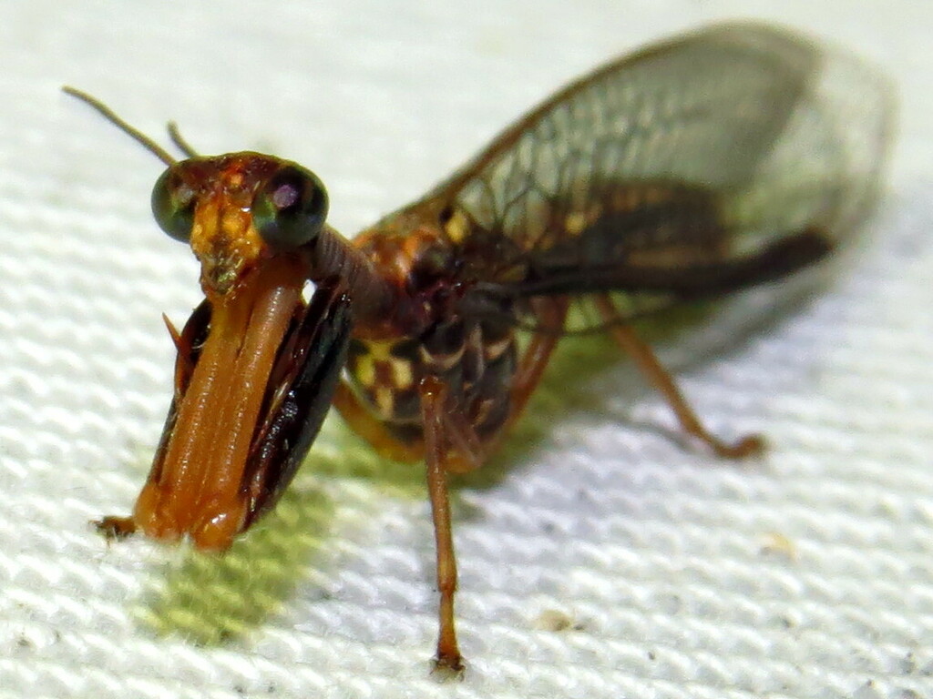These two lacewings are species that are new to the Co-op. The Mantis Lacewing, Toolida infrequens and the Beaded Lacewing, Stenobiella pindana. This takes our list of Lacewings to 47 species!
Pics: fp
#lacewings #biodiversity #protectnature #australianwildlife