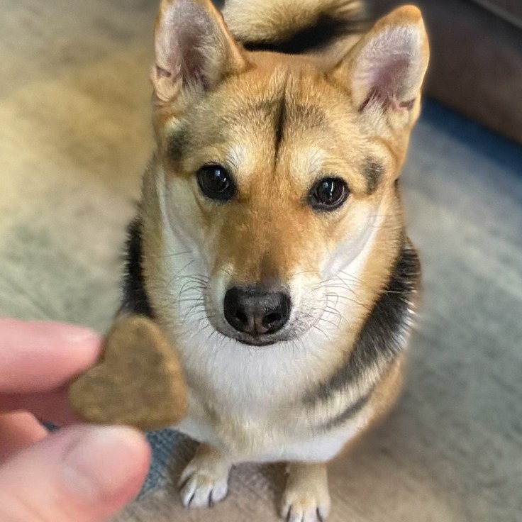 Love at first bite! ❤️🐶 Treat them to healthy joints with Pawizon.
#HealthyHips #PawLove #dogjointcare #dogjointsupplement #dogsupplies #dogsupply #dogjointhealth #dogsupplement #dogjoints #dogsupport #dogjointpain #doglover #dogsupplements #dogjoint #doglife #DogSupplements #Pawizon