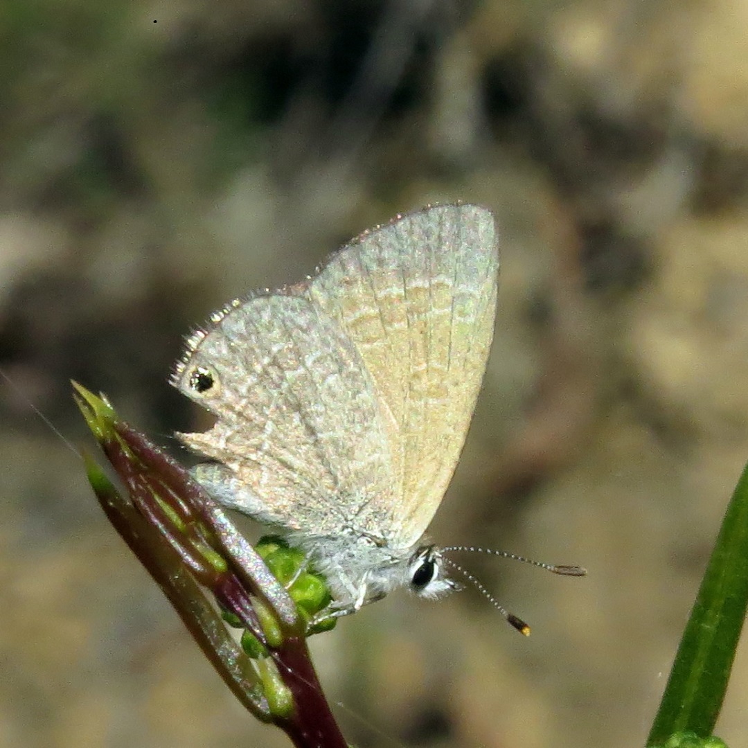 A female Two-spotted Line-blue, Nacaduba biocellata, seen on Ashmore Rd just north of the Co-op ovipositing on Acacia genistifolia. The only other Co-op record of this species was on 18/11/2009
pics: fp
#roundthebendconservationcooperative #roundthebendconservationcoop #australianbutterflies