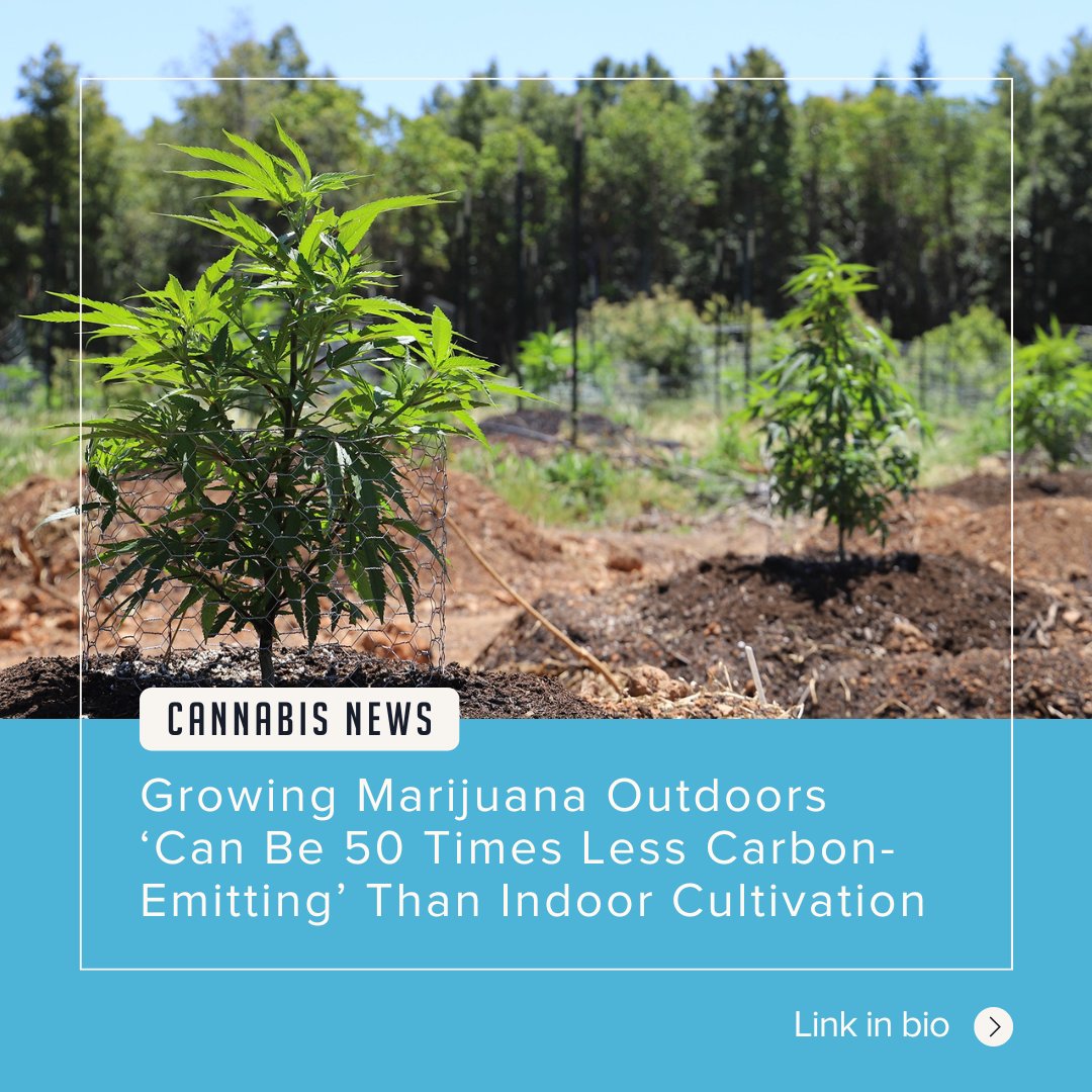 A new study shows that outdoor cannabis cultivation can significantly reduce environmental impacts compared to indoor production, with 50 times less carbon emissions. The research emphasizes the importance of sustainable practices in the cannabis industry to mitigate greenhouse gas emissions, soil acidification, and waterway pollution. Learn more at the link in our bio!
#holisticwellness #sustainable #environmental #impact #cannabisnews #cannabiscommunity #togetherwegrow #maine #bestofmaine #innovatewithus #mainecannabis #cannabisdiscovery