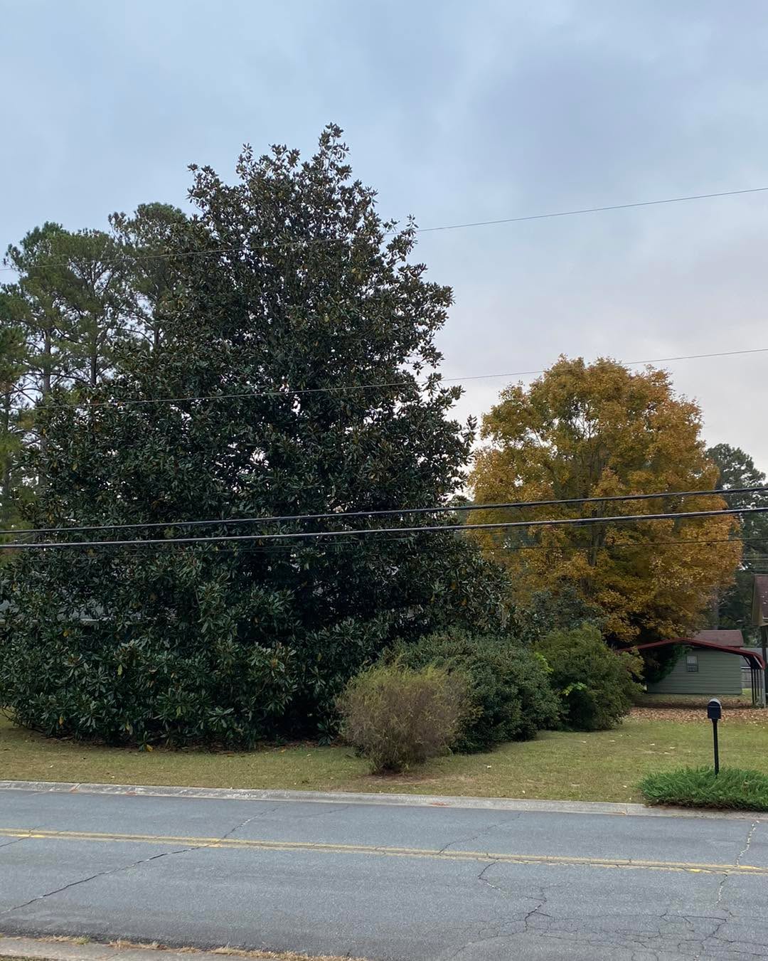 As I sat here waiting for the sun to rise on this cloudy morning, so many thoughts bubble to the surface. The juxtaposition of the waxy green leaves of the magnolia tree against the papery orange and gold of the tree behind calls out the dichotomy of emotions that run within - the excitement of what the future holds, the grief of losing moments past. Now is the time to peer into the shadows of the self, illuminating them with the light from our heart. Like the farmer tills the soil before planting the seeds, we can tend to our inner landscape ahead of our new moon practice. (Be sure to register if you wish to join!)
#comehometoyoursoul #healthybodyhealthymind #comehometoyourself❤️ #healthybodyandmind #healthybody #takeadeepbreath #comehometoyourroots #welcomehome #healthybodyhealthymindhealthysoul #comehometoyourself #healthybodyhappymind #justbreathe #comehometoyourbody #comehometoyourheart #newmoon #newmoonintentions #newmoonmagic #newmoonyoga #newmoonyogaclass