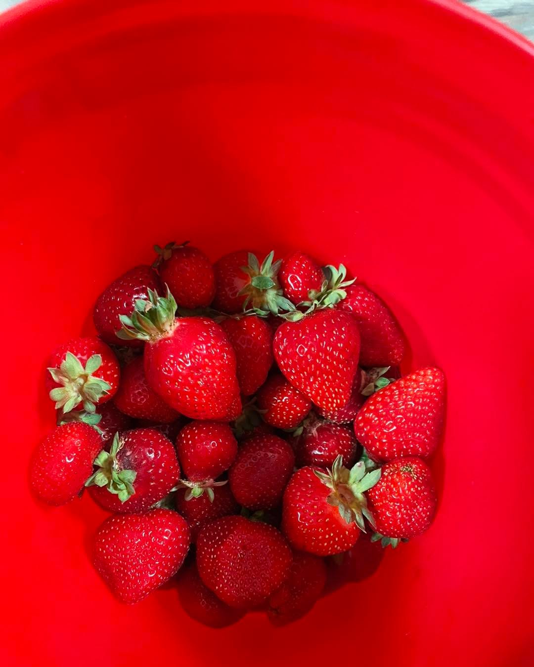 Open today the 10th, all day until picked out.
The strawberry picking is pretty good right now on the 11 flagged rows down by the green tractor. I have everything you need at the strawberry checkout stand. Don’t blindly grab berries! There could be a yellow jacket in there! $3.50 a lb. Never sprayed. The first 4-5 rows are Albion which are very sweet right now and the last 5-6 flagged rows are seascape but better picking.
Use the atlas entrance please.
Blackberries are a no go this year.
There is a bit of blueberries left up front if you want to check them out. $4.
The scales batteries haven’t been lasting long lately. If they are ever dead, a small bucket weighs 5 lbs full and a big bucket weighs 7.