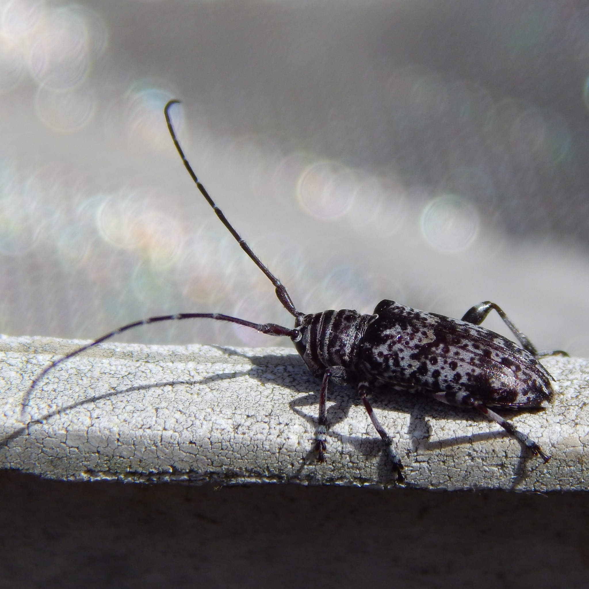 Rhytiphora vermicularia is a species of beetle in the family Cerambycidae. It feeds on Acacia decurrens.
Pics: kk
#australianbeetles #conservation #protectnature #biodiversity